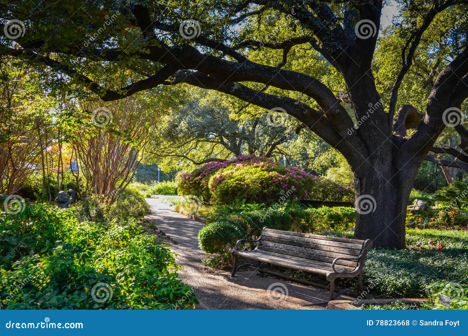 park bench under oak tree