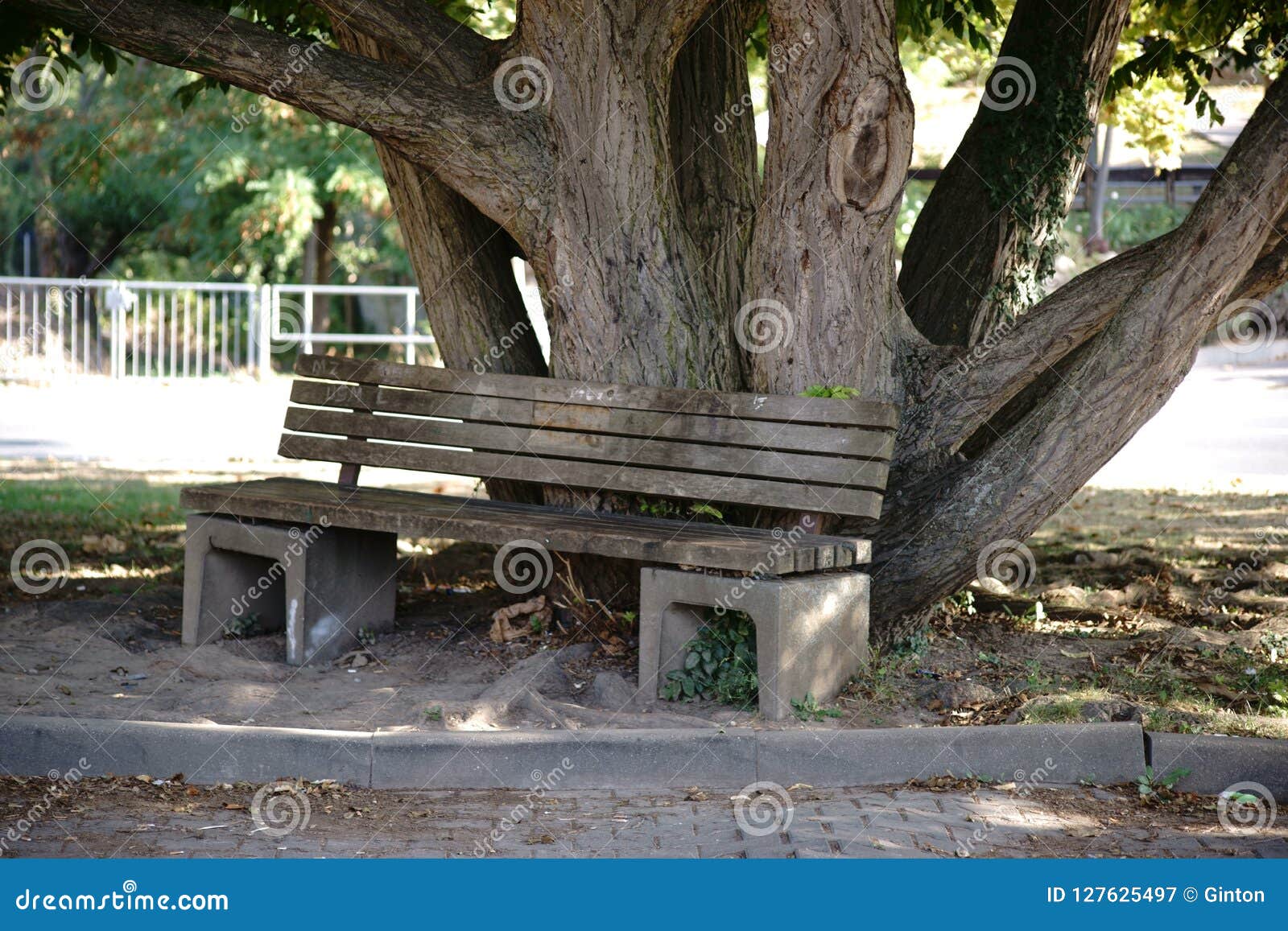 Park bench under old tree stock image. Image of wooden 127625497