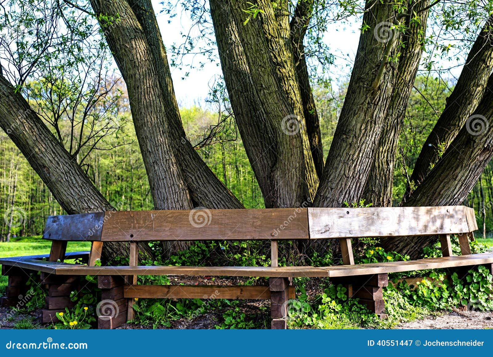 Park bench under old tree stock image. Image of grass 40551447
