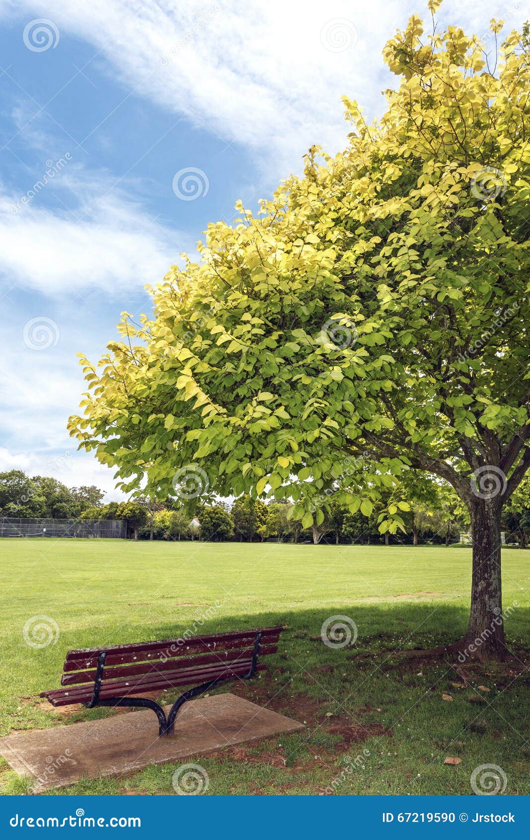 A park bench under a tree stock photo. Image of forest 67219590