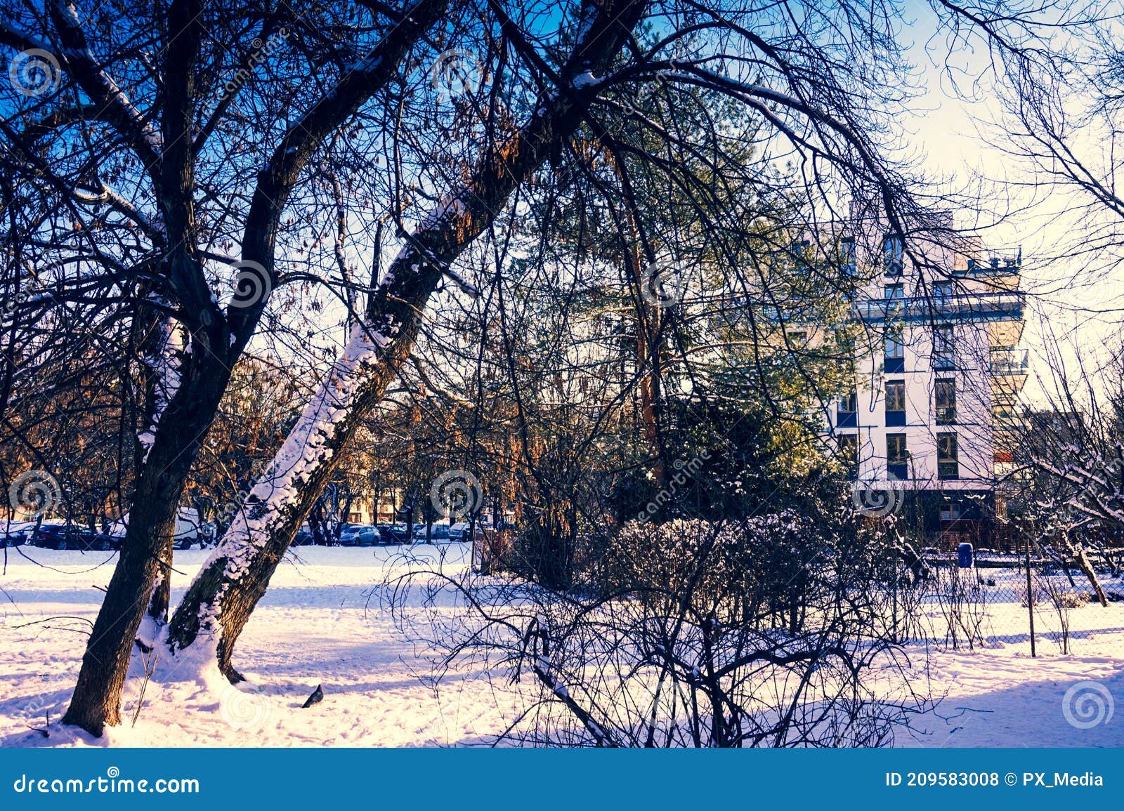 Park and Building in Winter Stock Photo Image of branch, snow 209583008