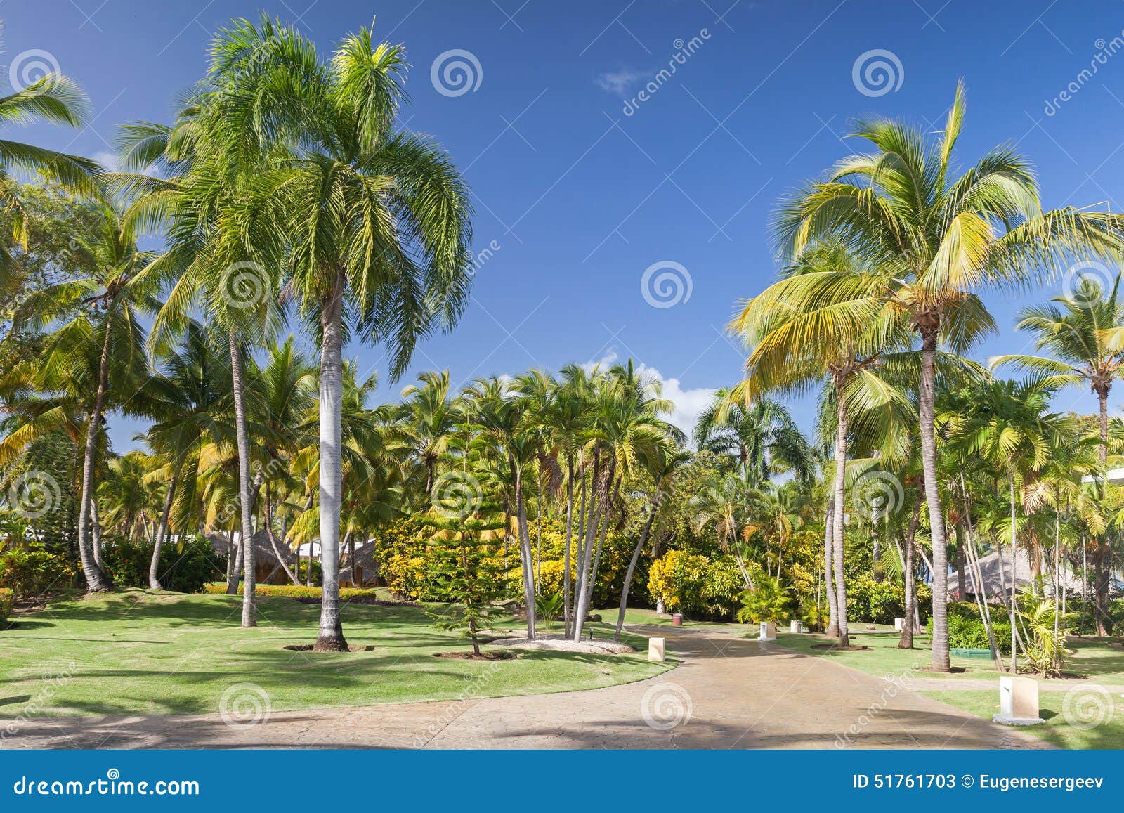 Park with Coconut Palm Trees, Dominican Republic Stock Image Image of