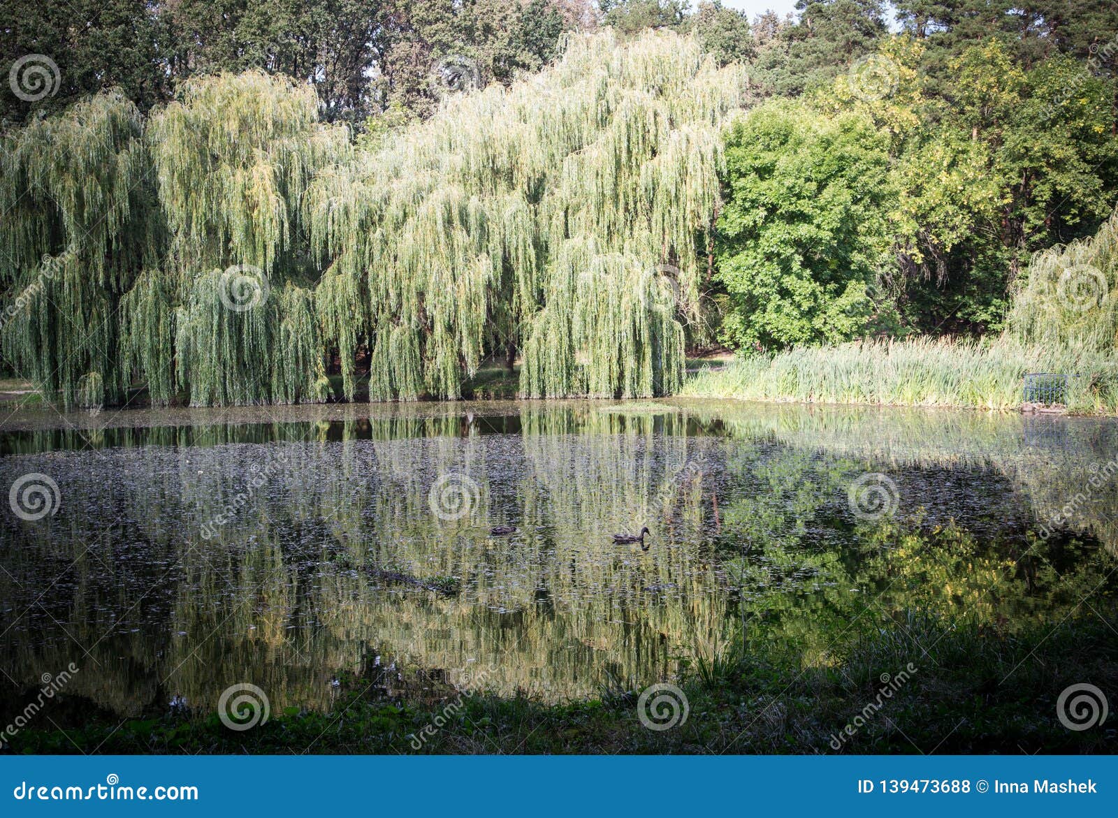park landscape. the trees are reflected in the lake. lake view.