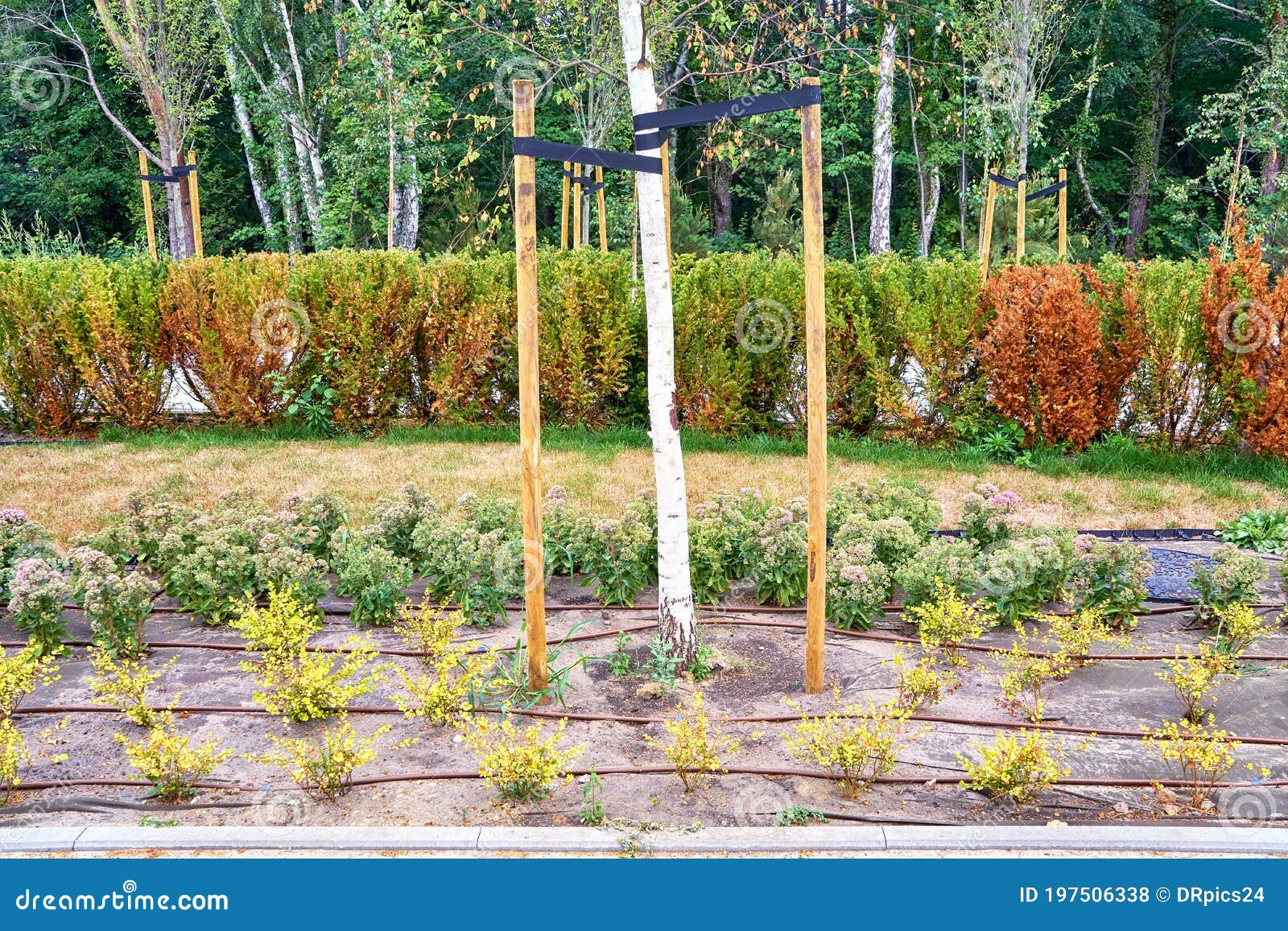 Park with New Planting on Drip Irrigation System and Weed Control Block Stock Photo Image of