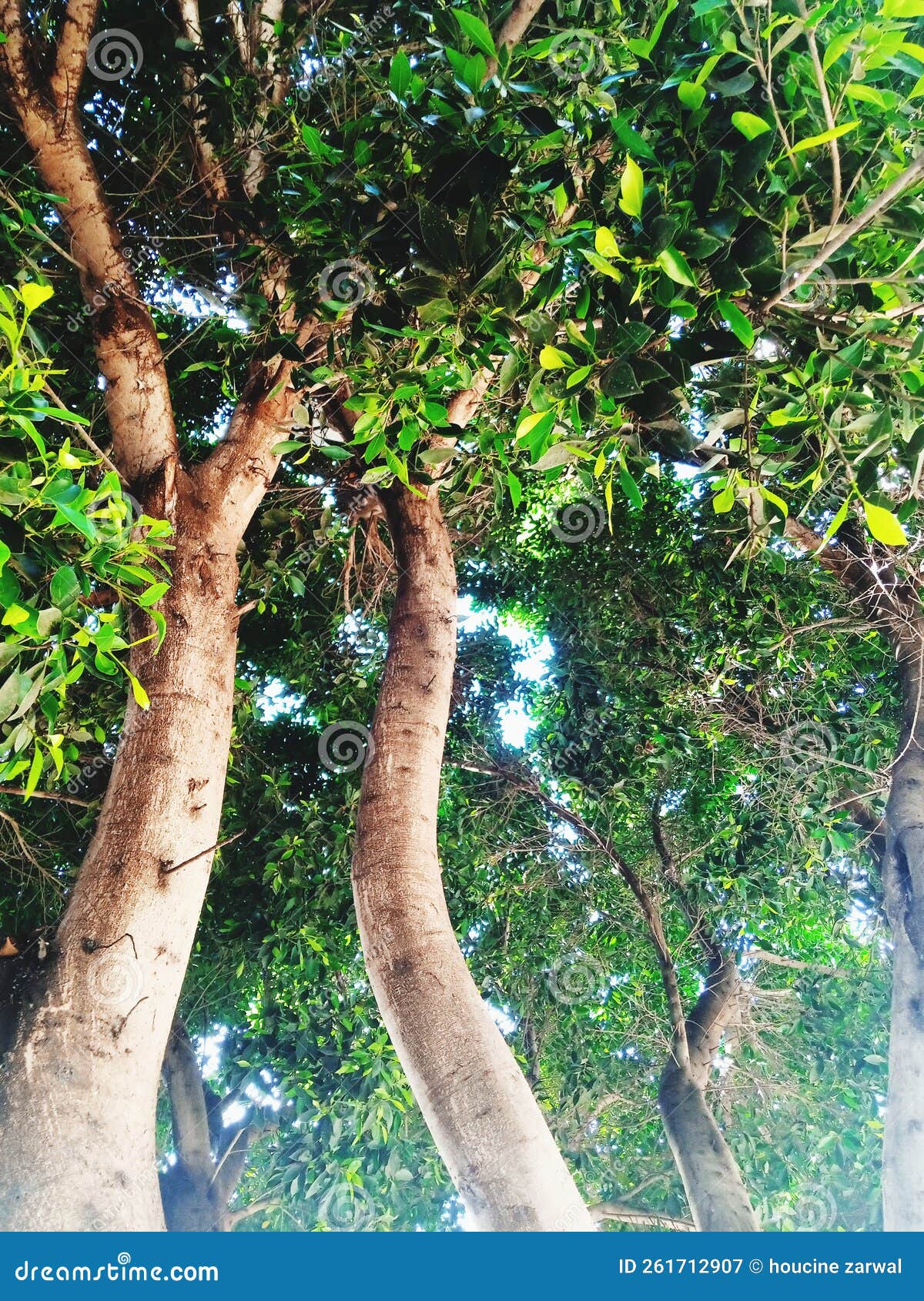 Park tree greenwood stock image. Image of food, produce 261712907