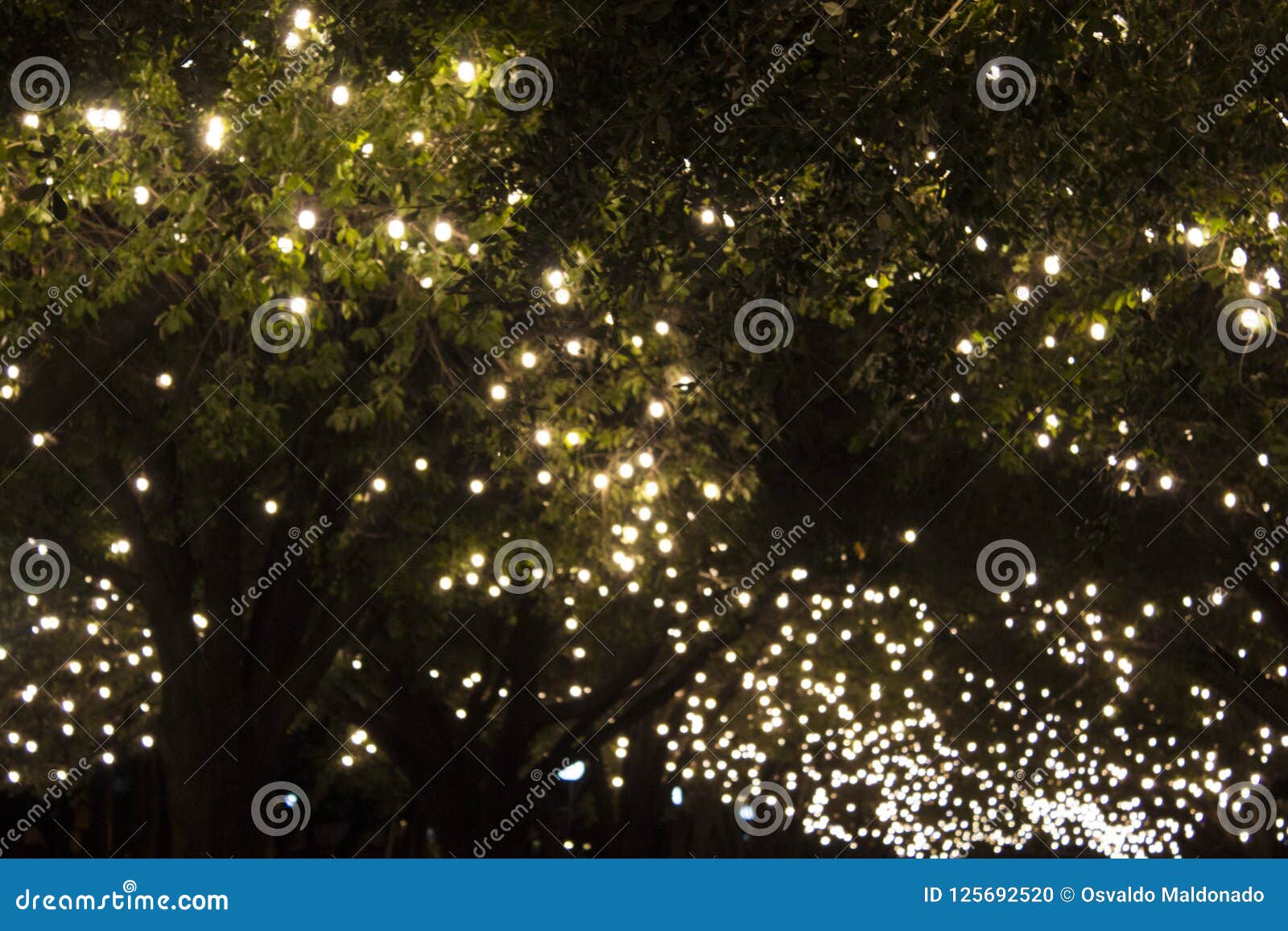 park trees covered with bulb string lights.