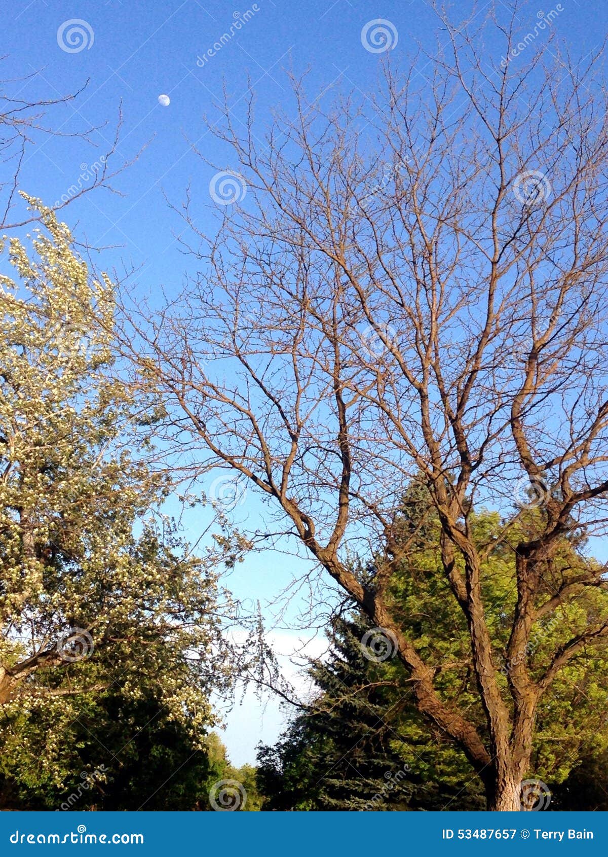 Park Trees and Sky with Moon Stock Image - Image of trees, spring: 53487657