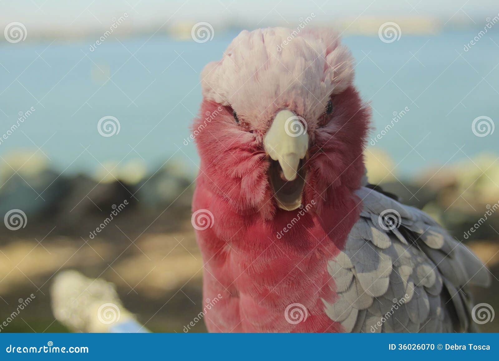 Slaapkamer Grijs Wit Roze : Gray and White Parakeets Slaapkamer Grijs Wit Roze : Gray and White Parakeets