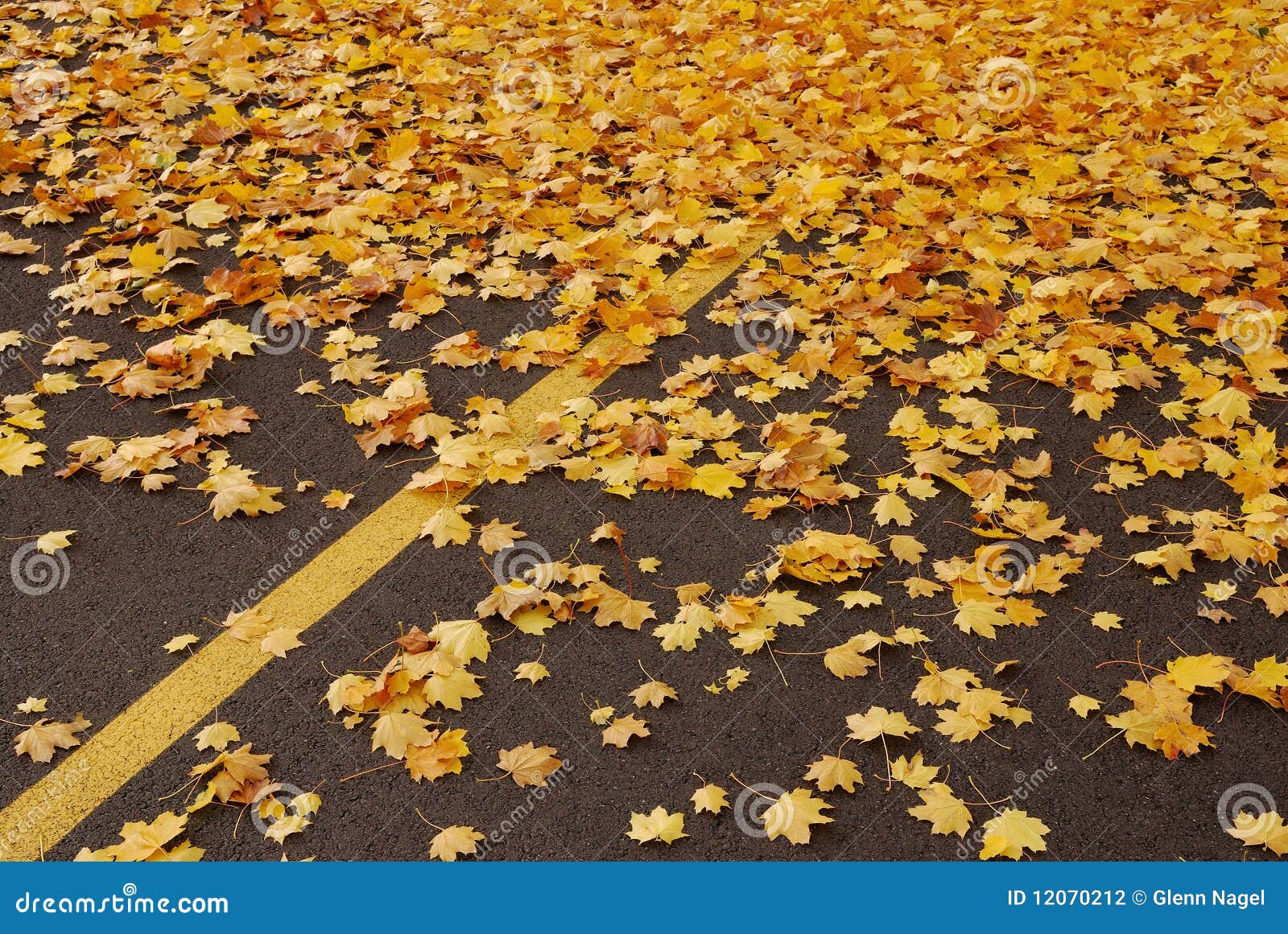 Parking lot leaves stock photo. Image of parking, lines 12070212