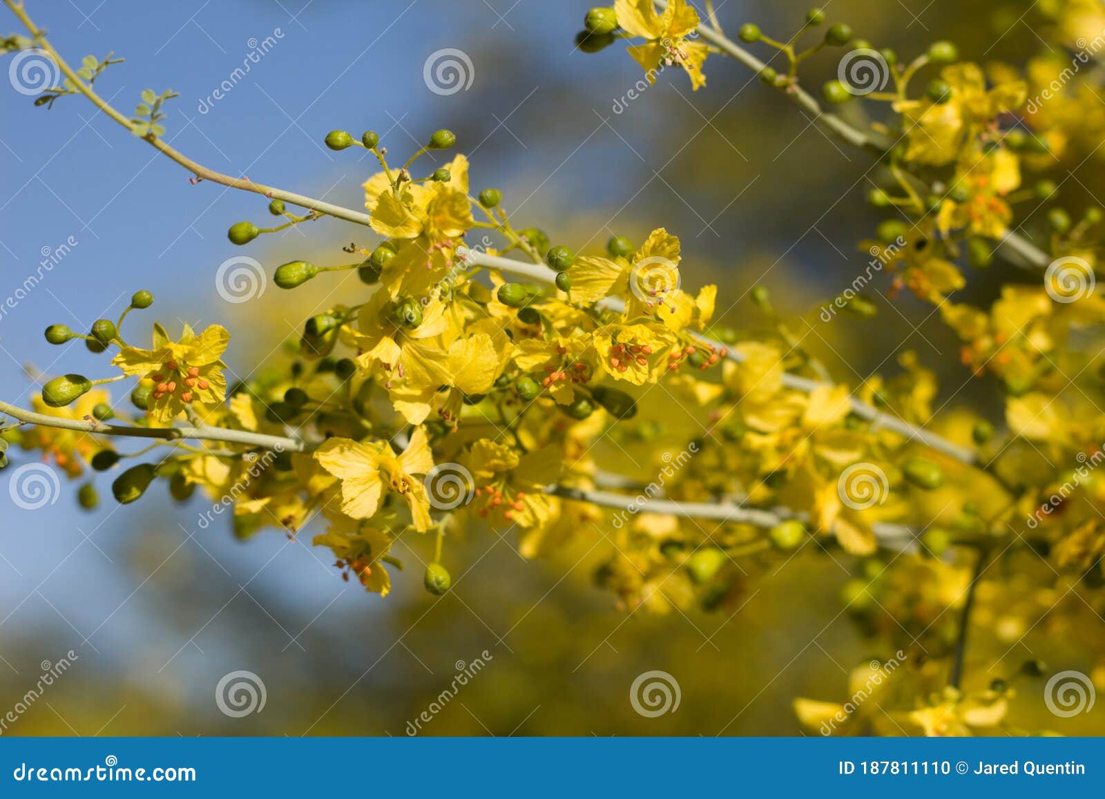 parkinsonia florida bloom - twentynine palms - 050120 d