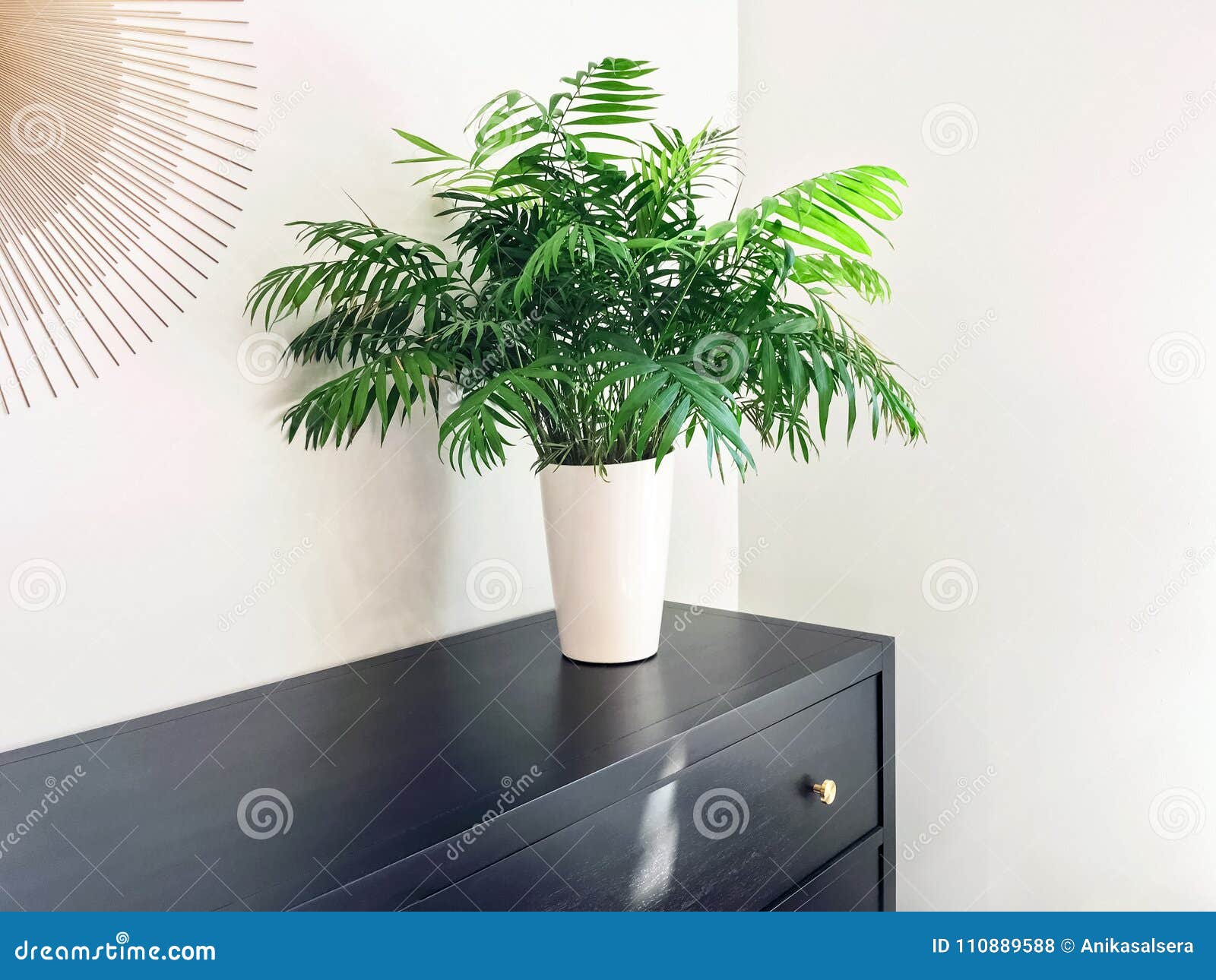 parlor palm plant decorating black wooden dresser