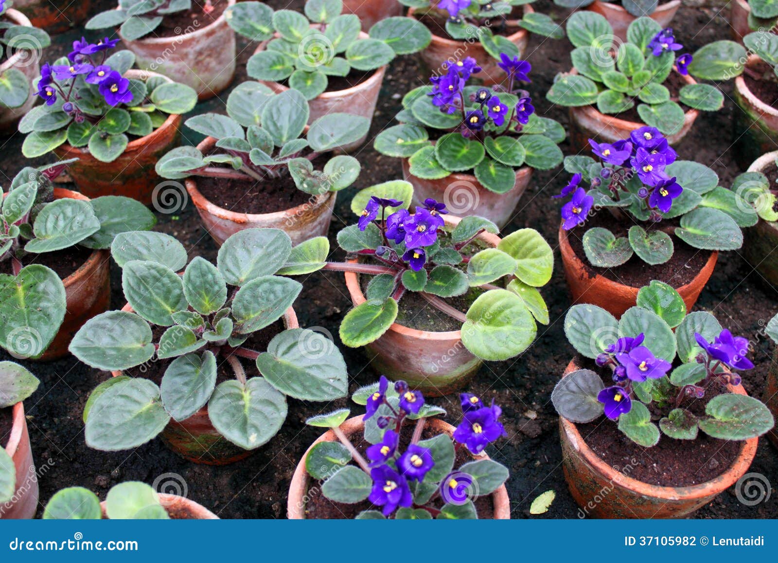 Parma violets stock photo. Image of flowers, violets 37105982