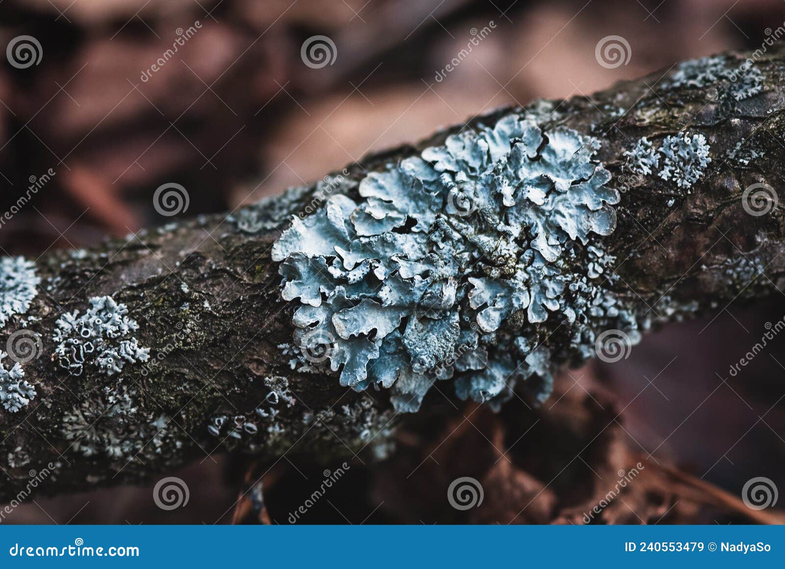 parmelia sulcata lichen growing on a tree, grey foliose lichens closeup