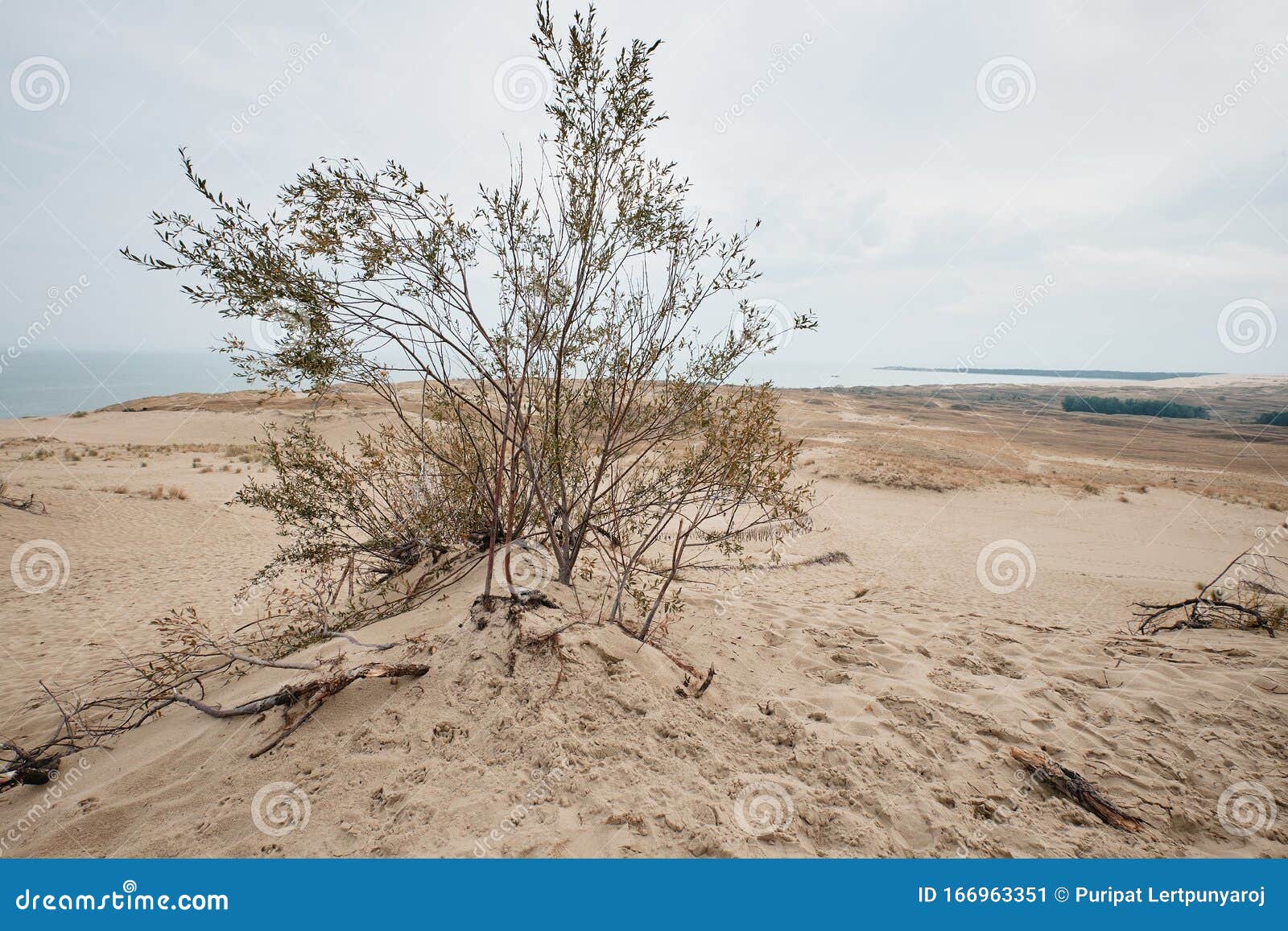 parnidis dune in nida, lituania