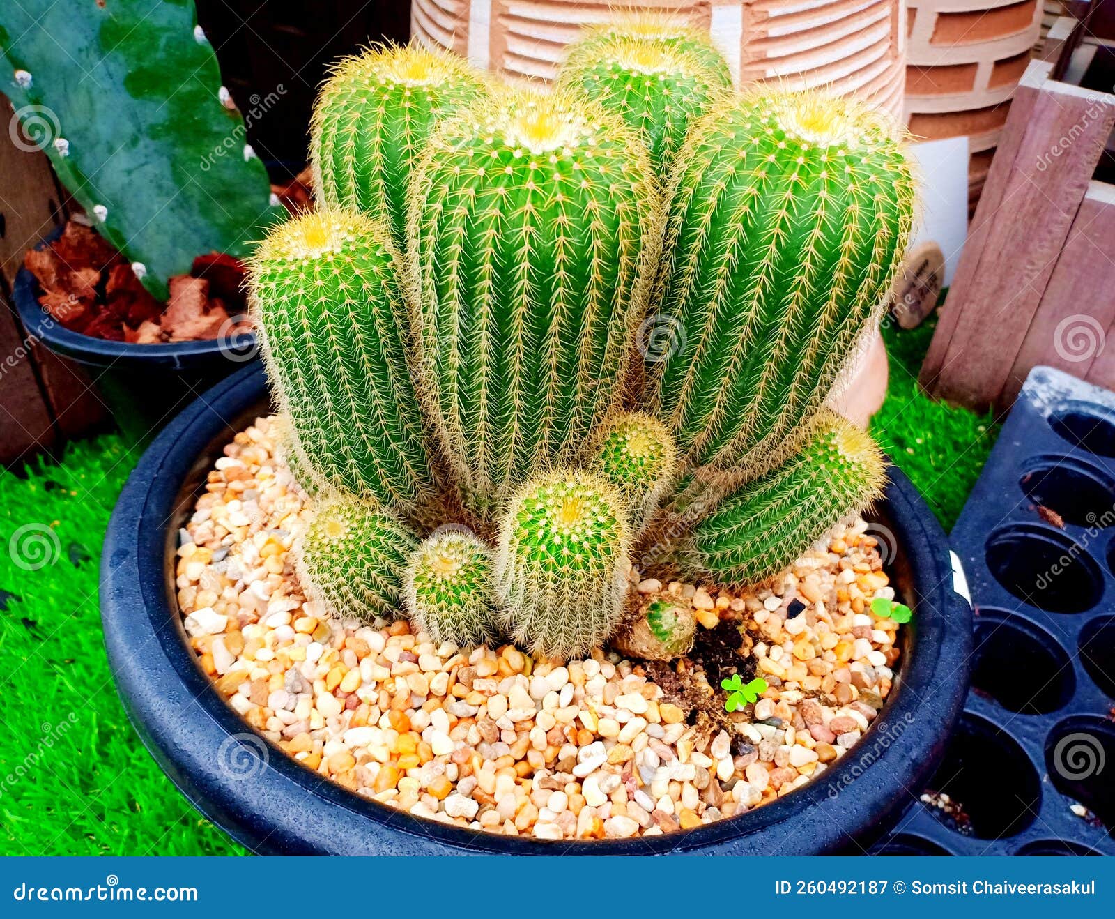 Parodia Leninghausii Clump forming Cactus Golden Ball Cactus Stock Parodia Leninghausii Clump forming Cactus Golden Ball Cactus Stock