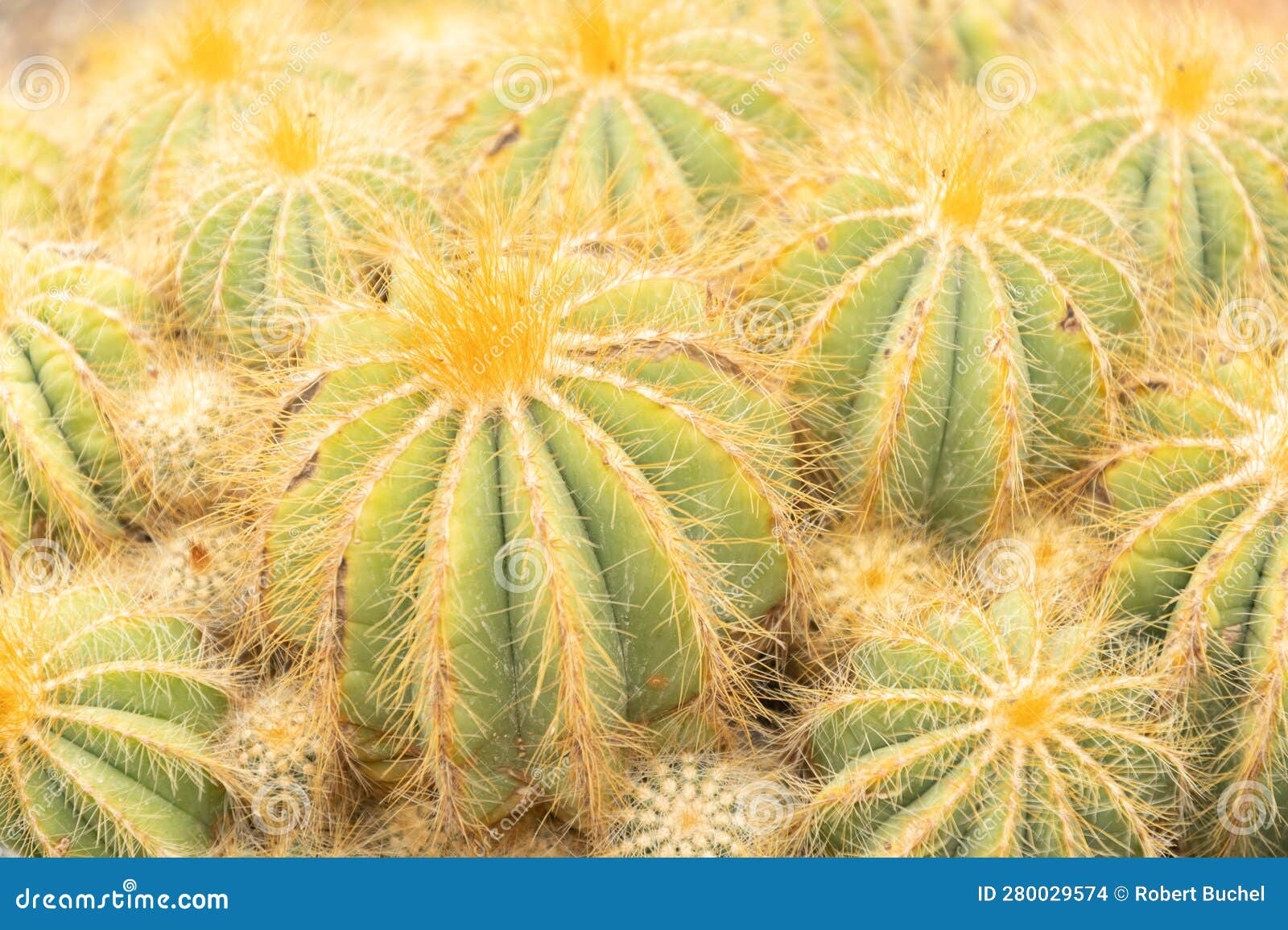 parodia magnifica or ball cactus in zurich in switzerland