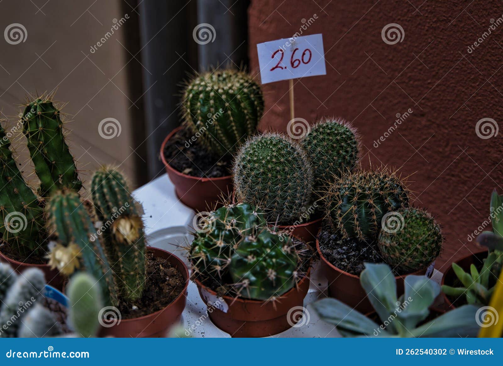 parodia scopa cactus. street sales.