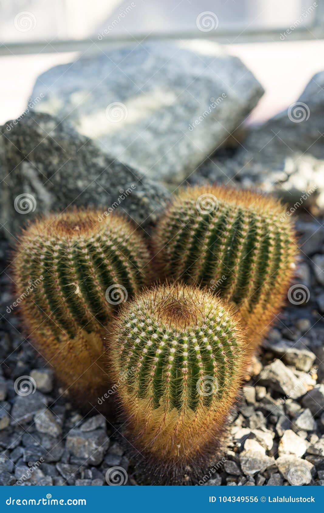 three parodia scopa cactus succulent red spikes