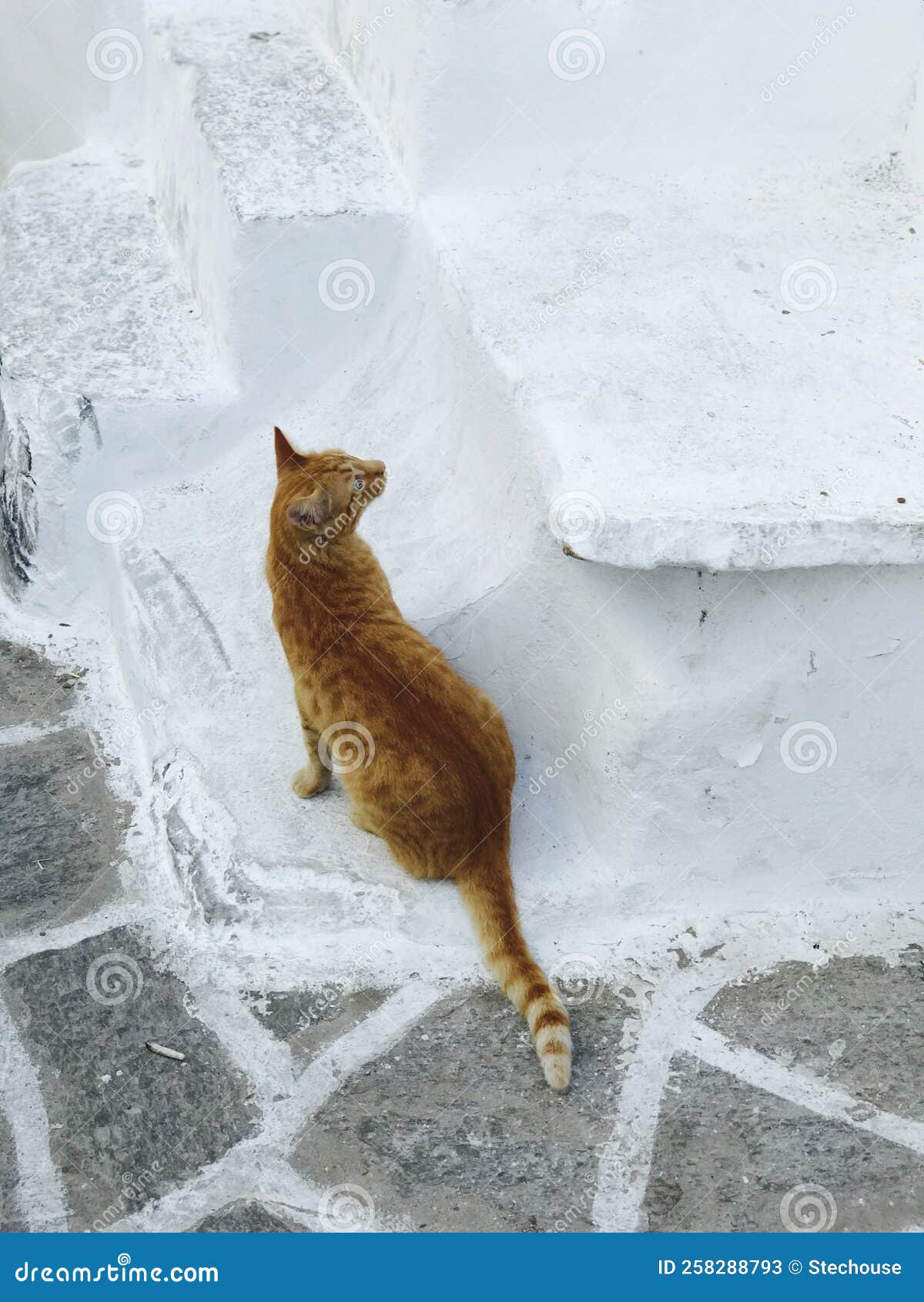 a cute ginger cat looks up on the white plaster steps of paros, greece