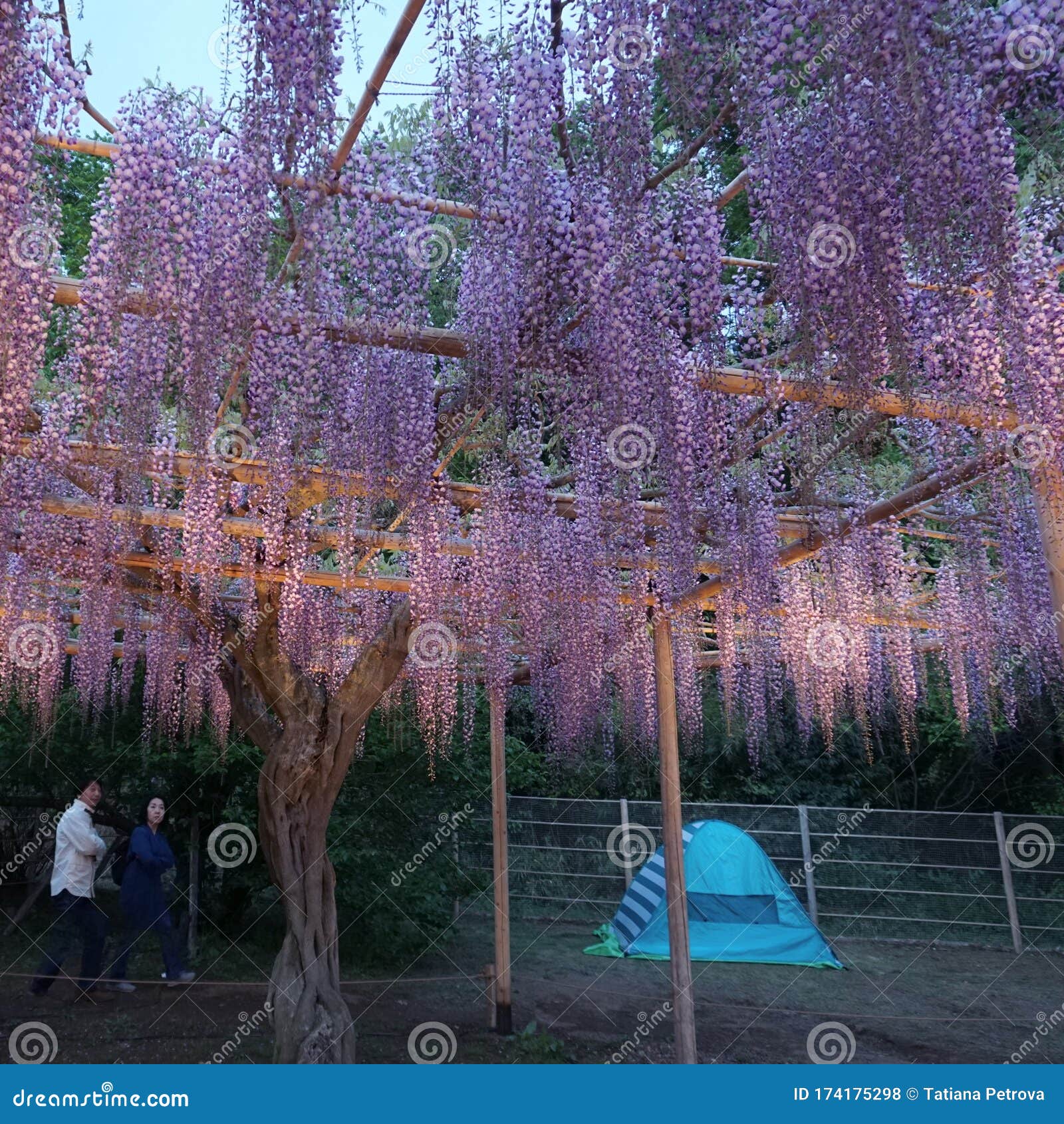 Parque La Flor Del Ashikaga. Racimos Colgantes árbol Rosa Púrpura De Glicinia Foto archivo editorial - Imagen de resorte, 174175298