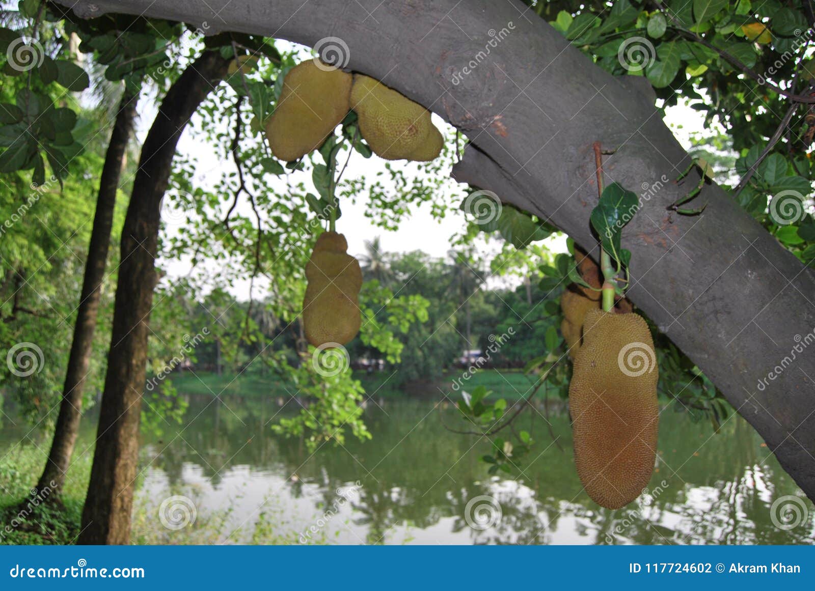 Parque De Ramna En El Corazon De Dacca Foto De Archivo Imagen De Parque Porciones