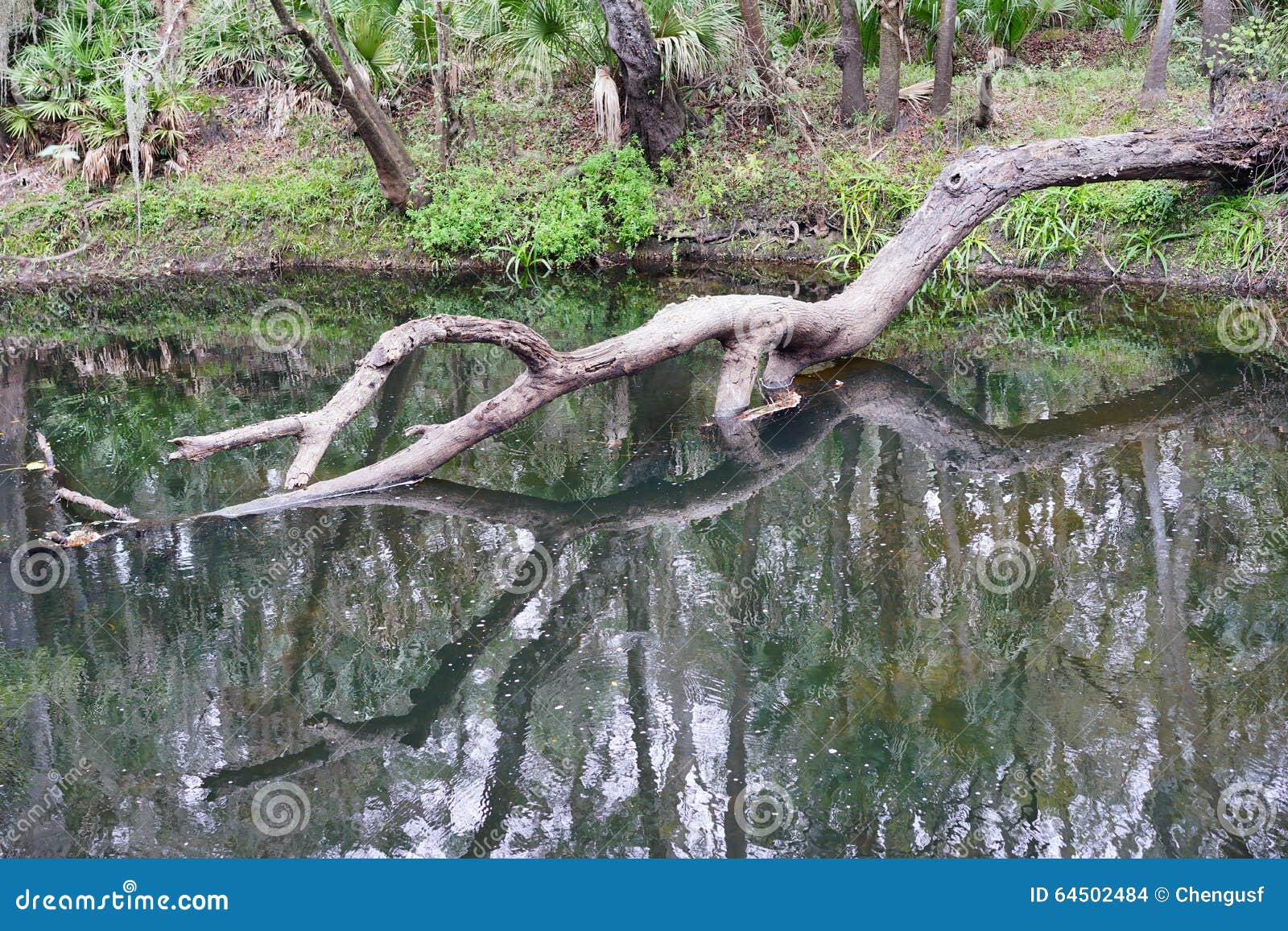 Río claro en el parque del río de Hillsborough, Tampa admitida, la Florida