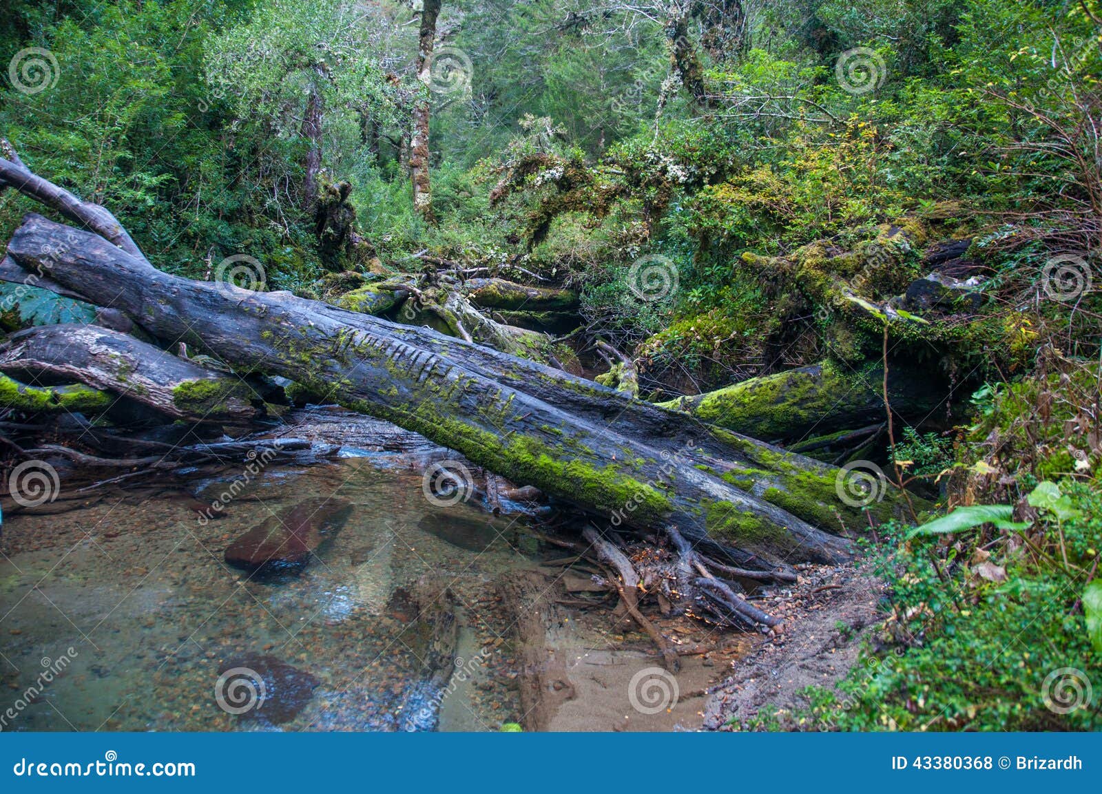 parque nacional of queulat, carretera austral, highway 7, chile