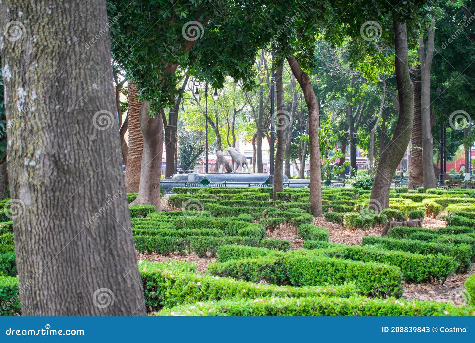 Parque Pacífico Con árboles Y Arbustos En La Ciudad De México Imagen de  archivo - Imagen de travieso, hierba: 208839843