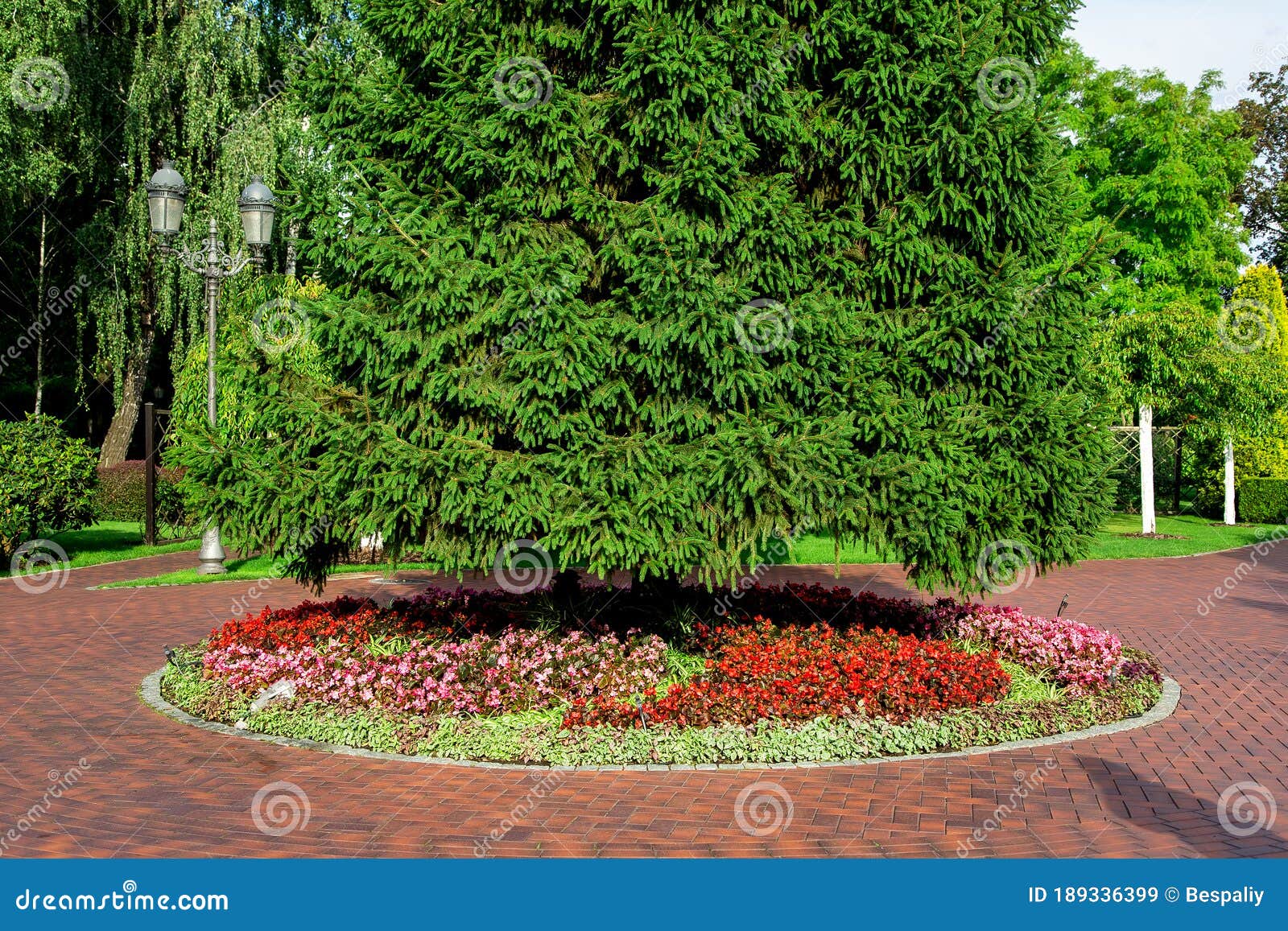 A flor do peão que cresce em um jardim do verão.