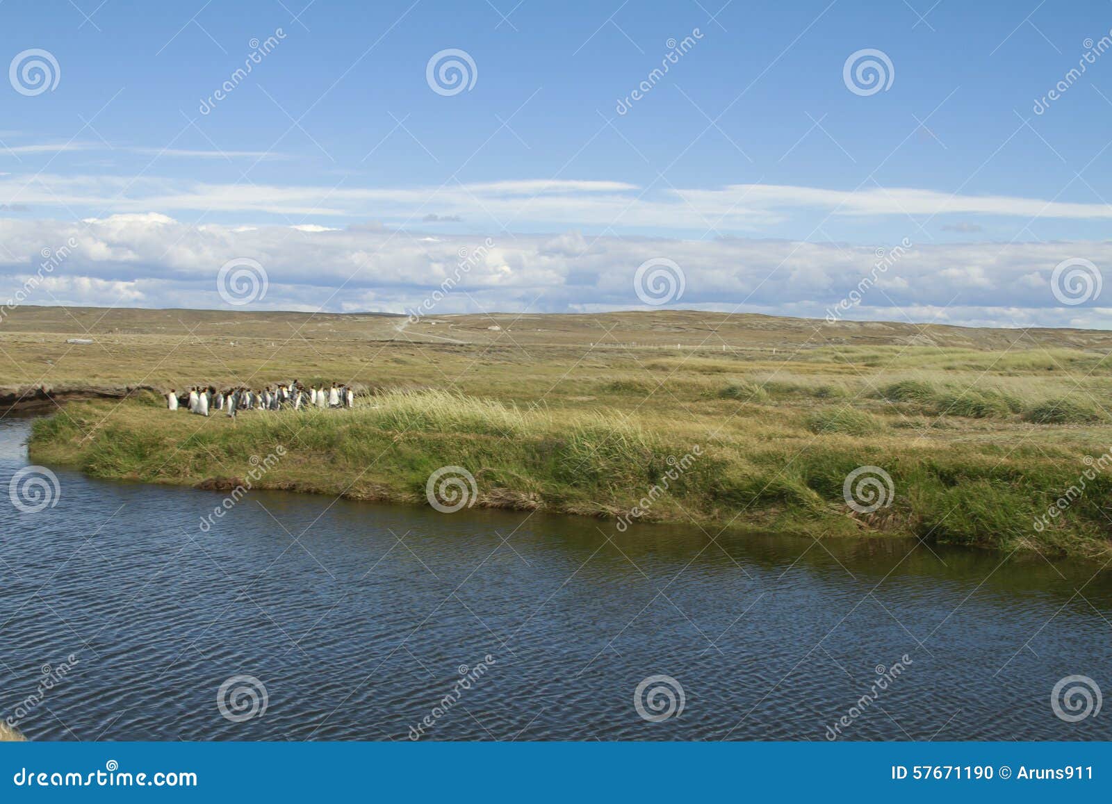 parque pinguino rey - king penguin park on tierra del fueg