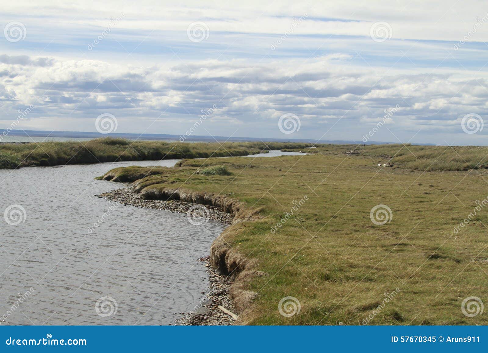 parque pinguino rey - king penguin park on tierra del fueg