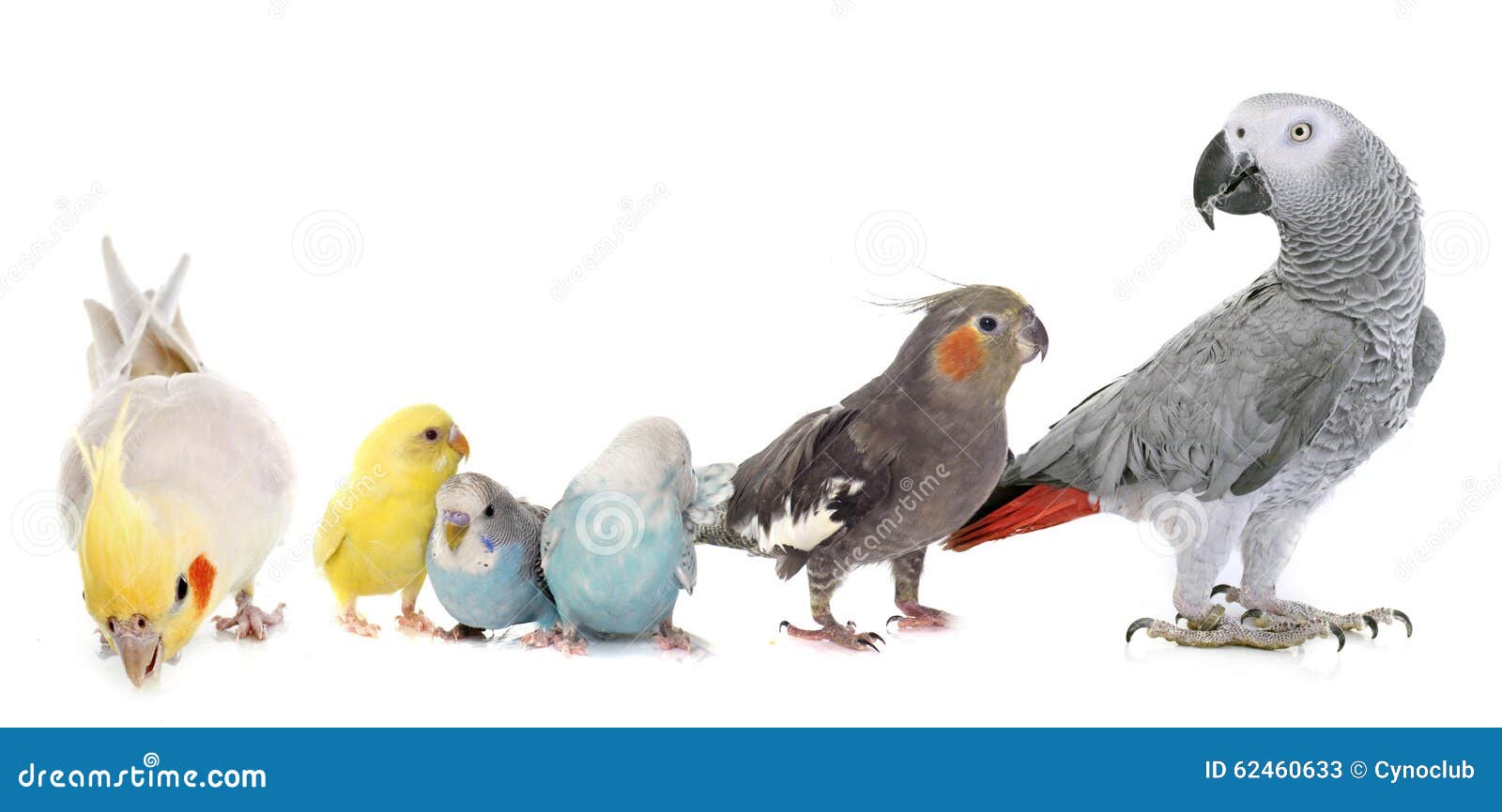 FONDOTIN Pannolini Riutilizzabili Per Uccelli - Tute Di Volo Per Pappagalli, Cocorite E Calopsite | Impermeabili E Igienici - Foto 10