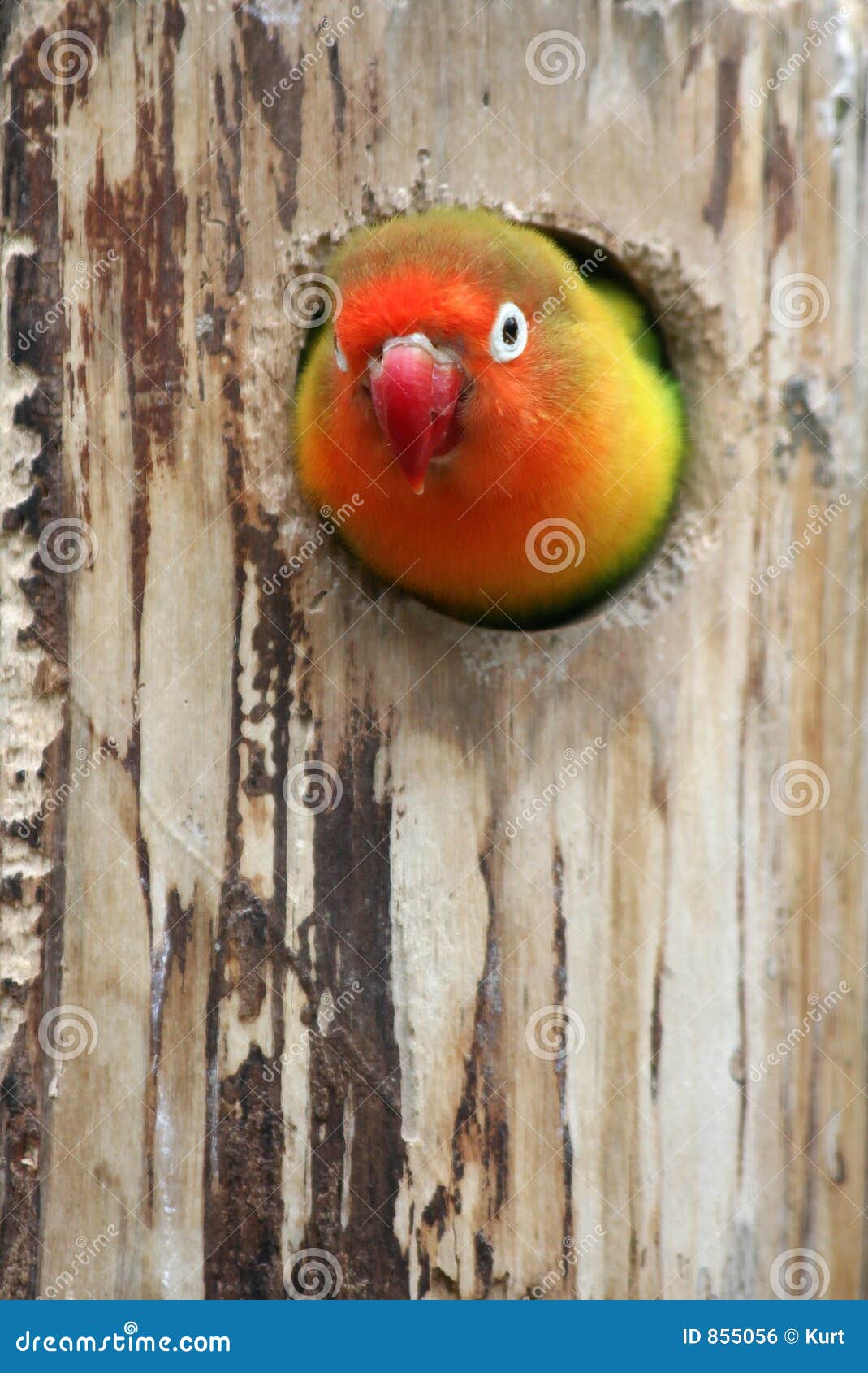 parrot