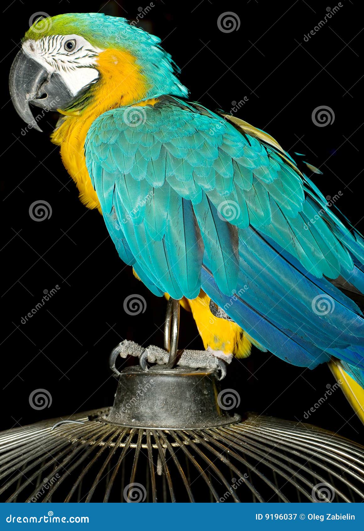 Parrot stock image. Image of talking, cage, pretty, perched 9196037