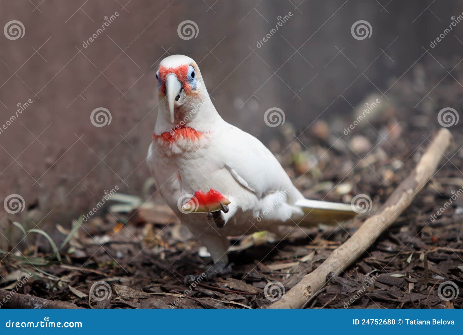 Parrot albino stock photo. Image of blue, vivid, pretty - 24752680