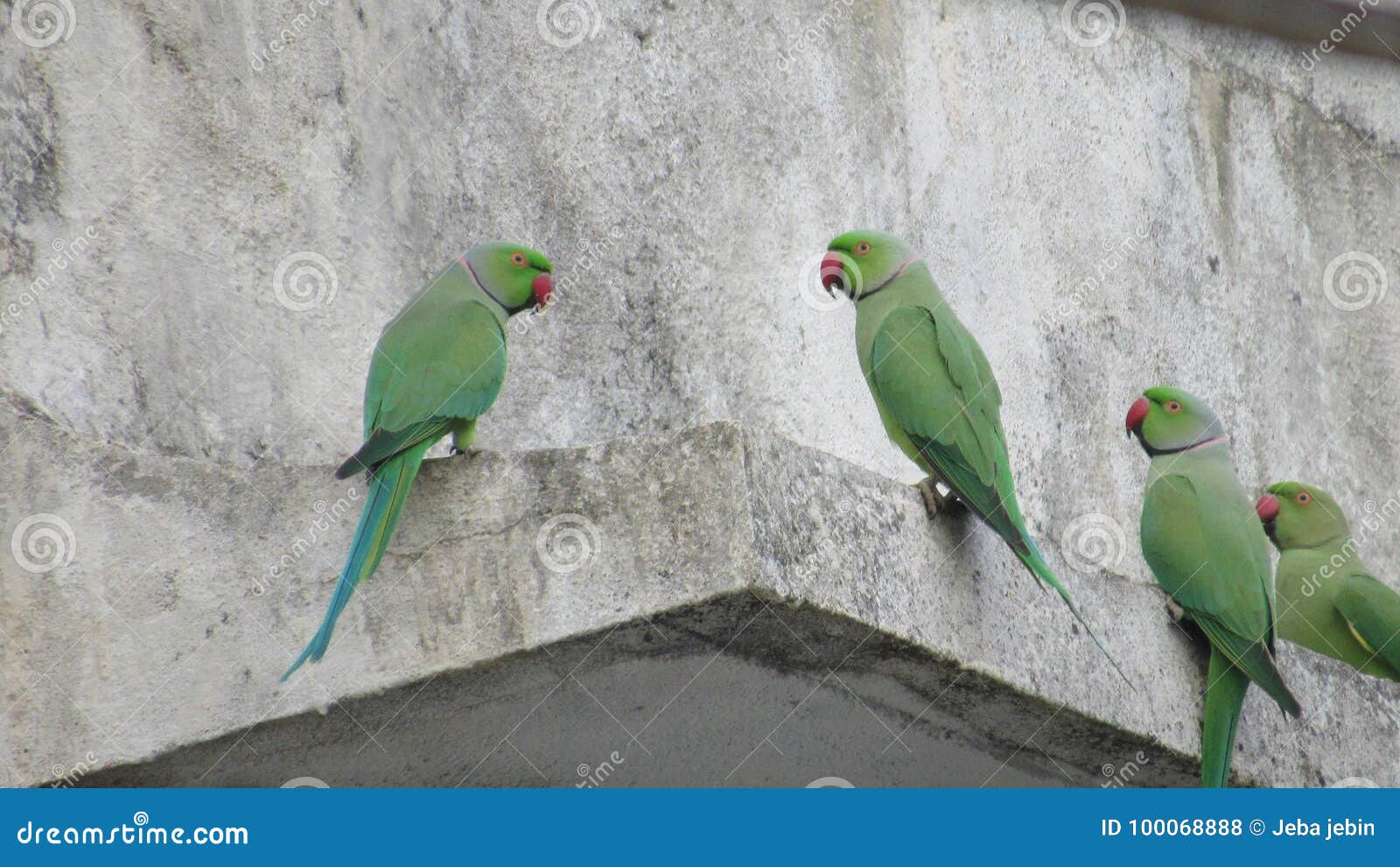 Parrot stock photo. Image of tuner, home, herb, apartment 100068888