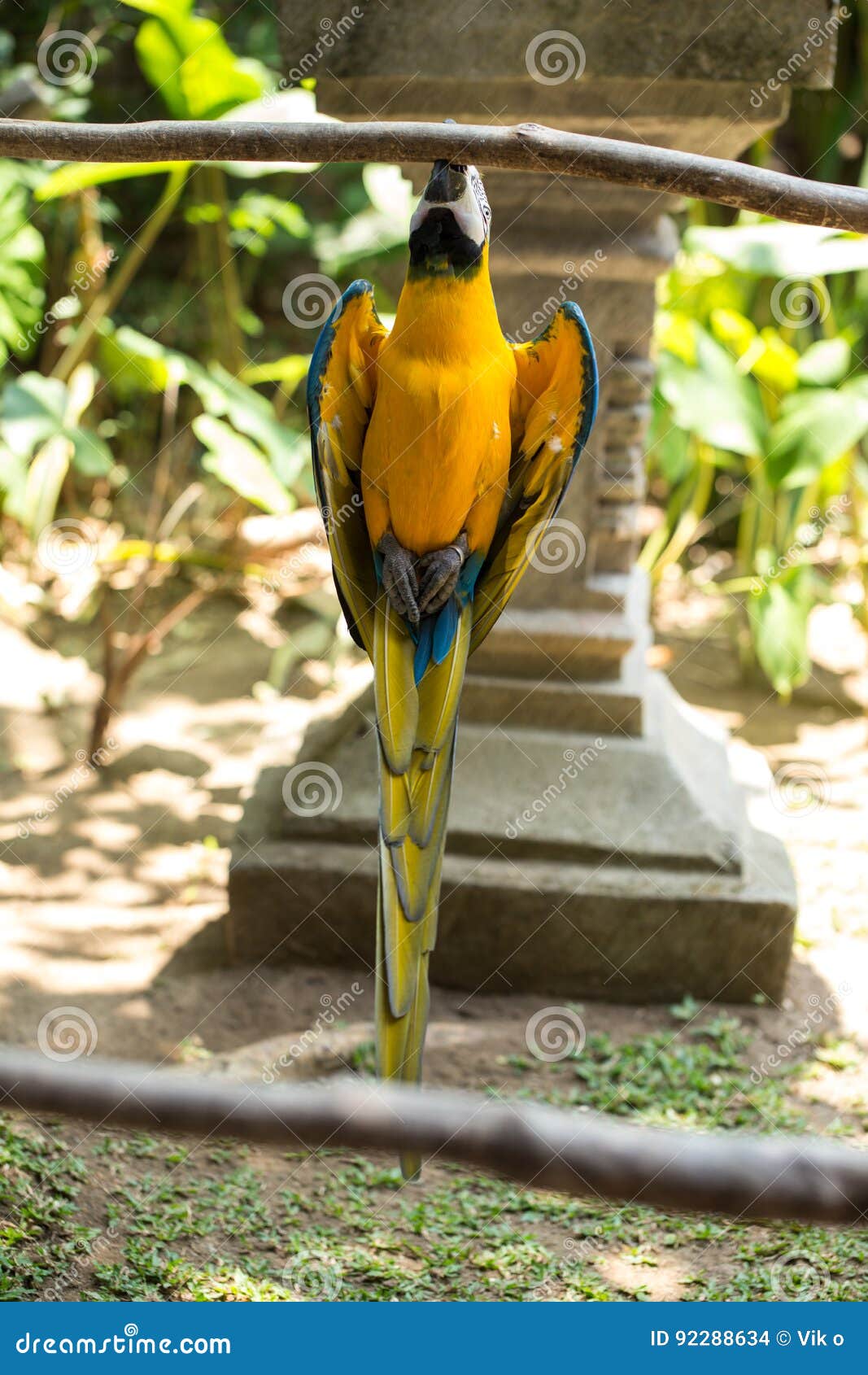 Parrot In Bali Island Indonesia - Nature Background. Stock Photo - Image of nature, animal: 92288634