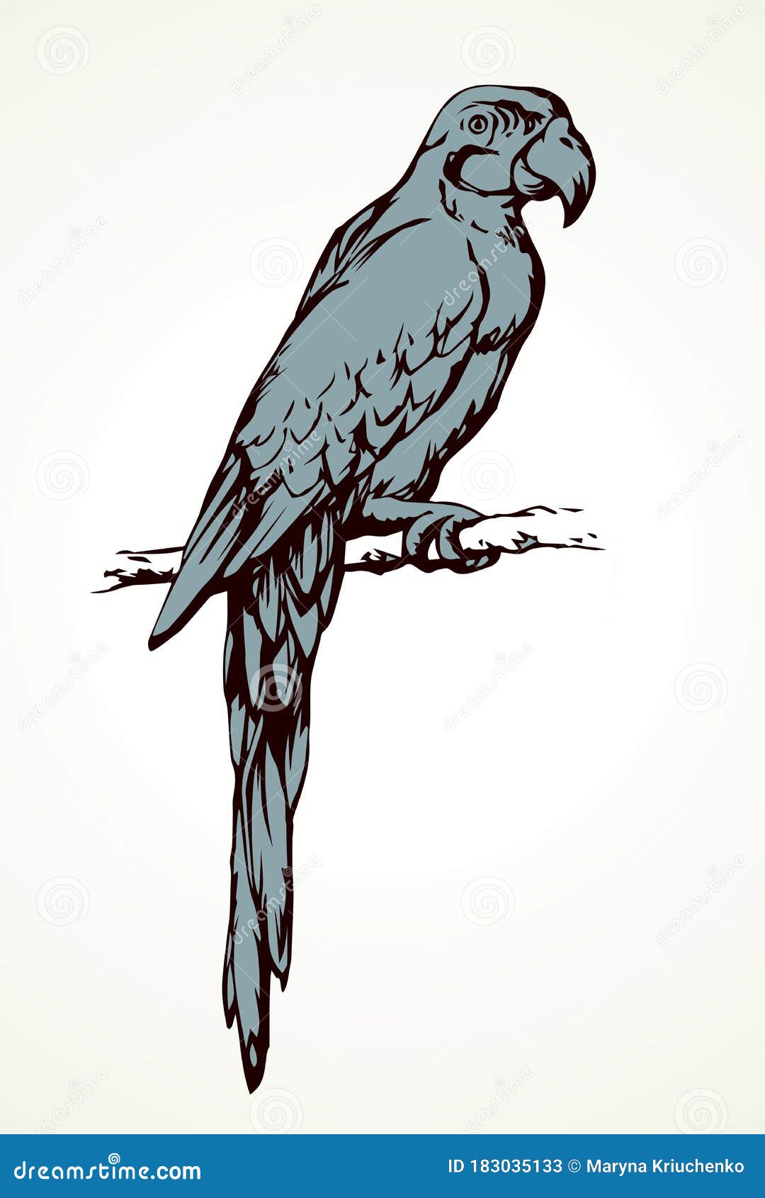 Parrot Bird Icon. Vector Drawing Stock Vector - Illustration of beak ...