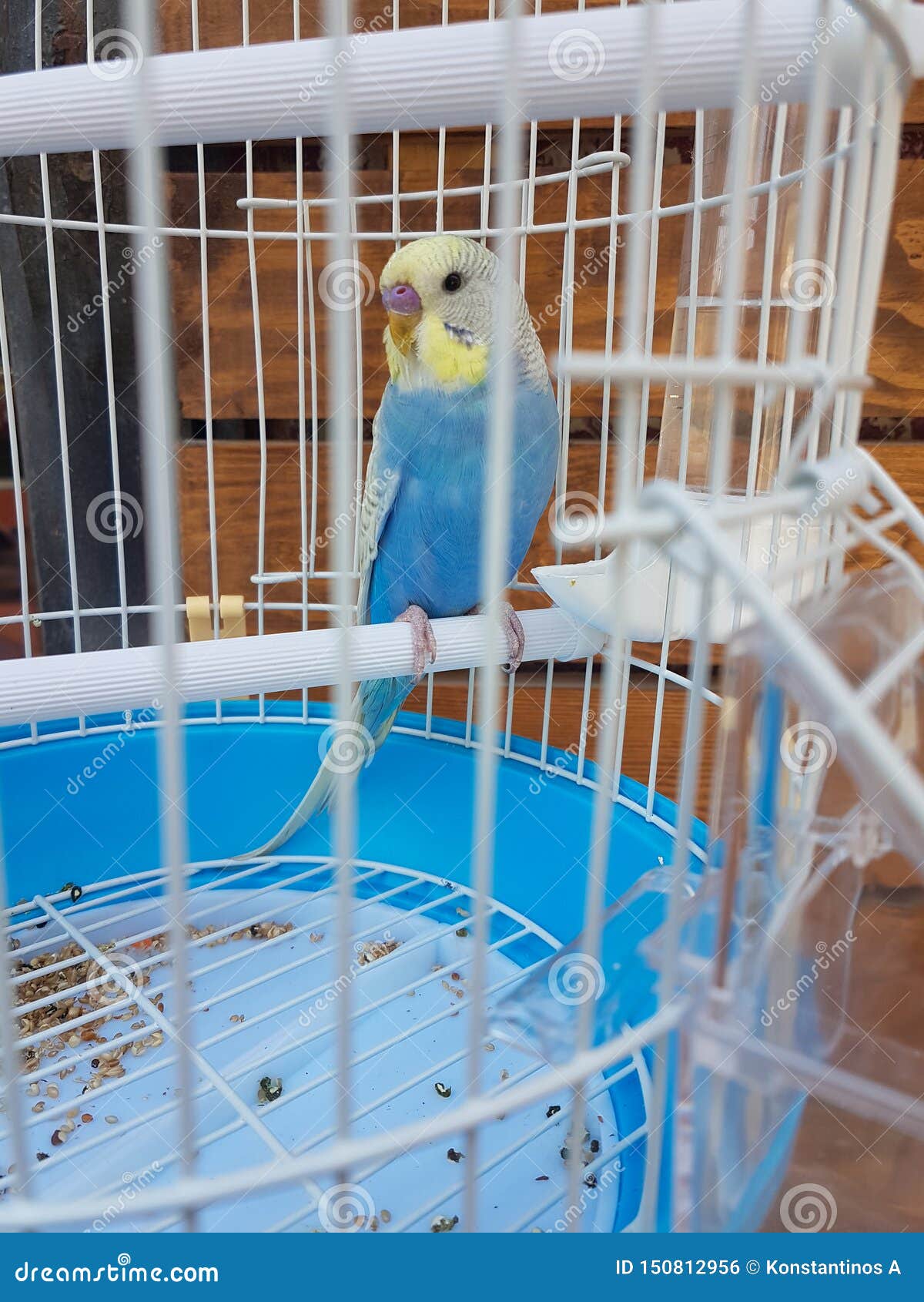 parrot in pet shop