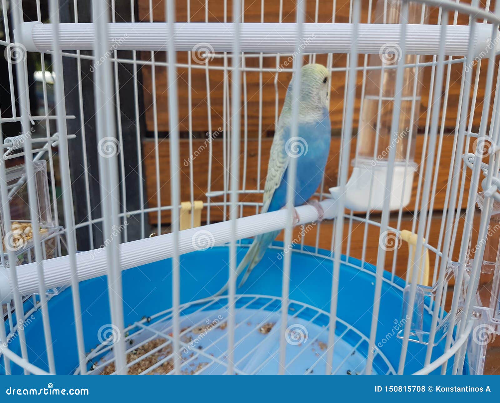 Parrot Blue in a Cage of Pet Shop Stock Photo Image of looking