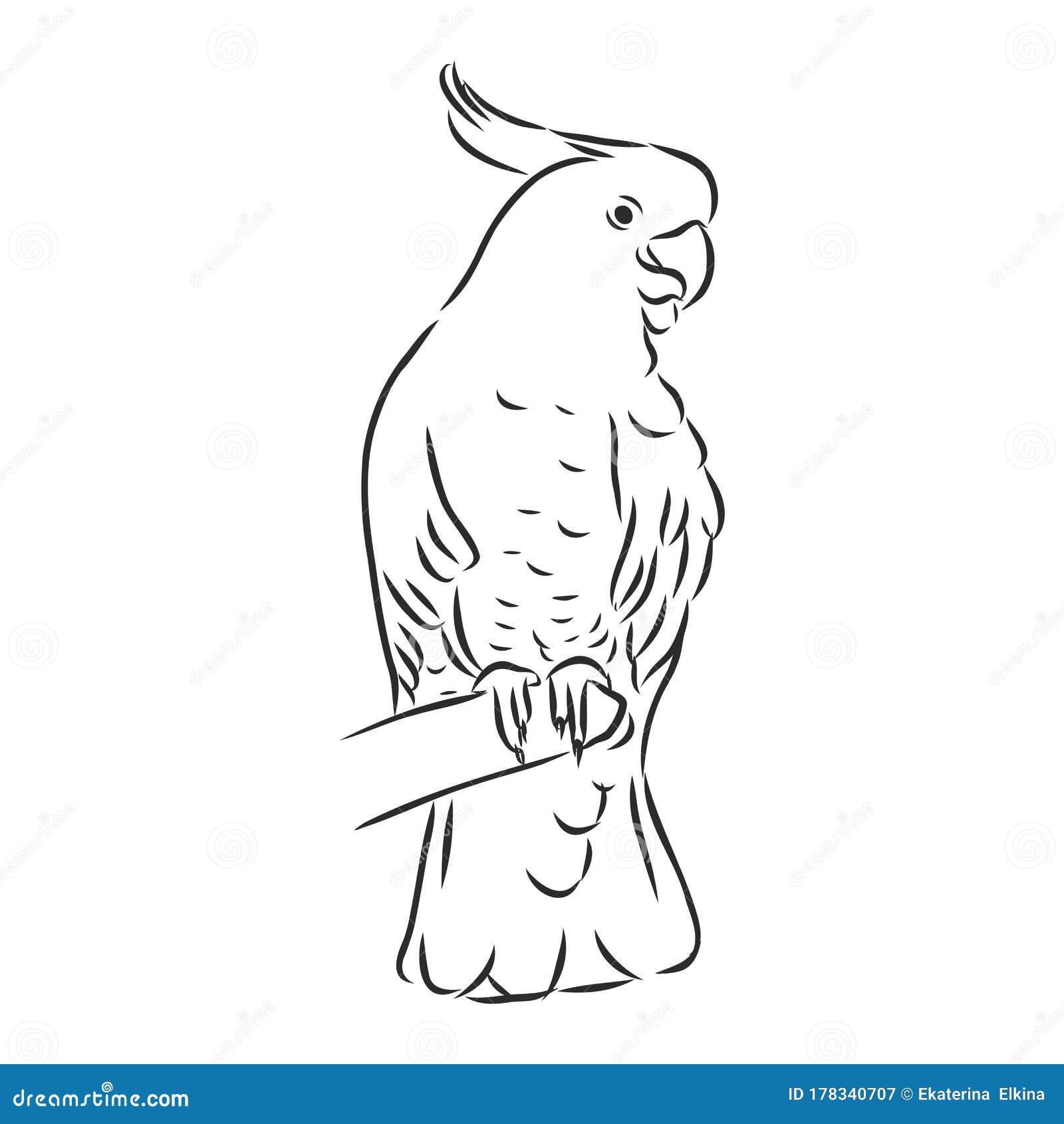 Parrot on a Branch, Vector Sketch Illustration Stock Illustration ...