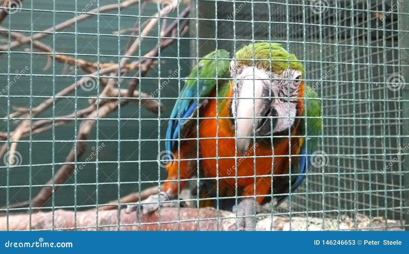 Parrot in a Cage in Ireland Stock Image Image of lovebirds, eclectus