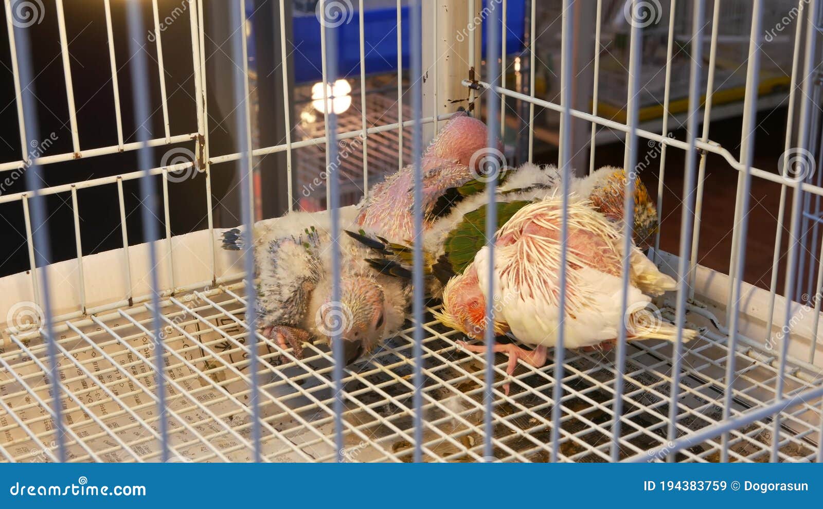 Parrot Chicks in Cages on Pet Market. from Above Birds Being Kept in Small  Cage on Chatuchak Market in Bangkok, Thailand Stock Image - Image of catch,  ornithology: 194383759