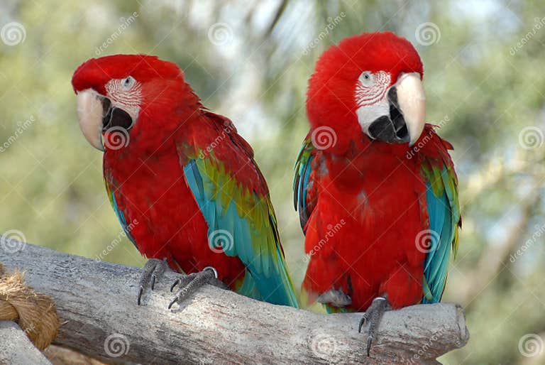 Parrot color stock photo. Image of life, lori, exotic 12690796