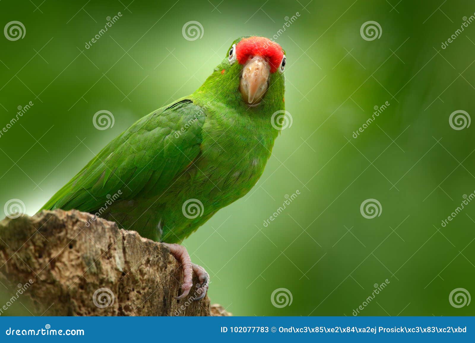 parrot from costa rica. parakket in habitat. crimson-fronted parakeet, aratinga funschi, portrait of light green parrot with red h