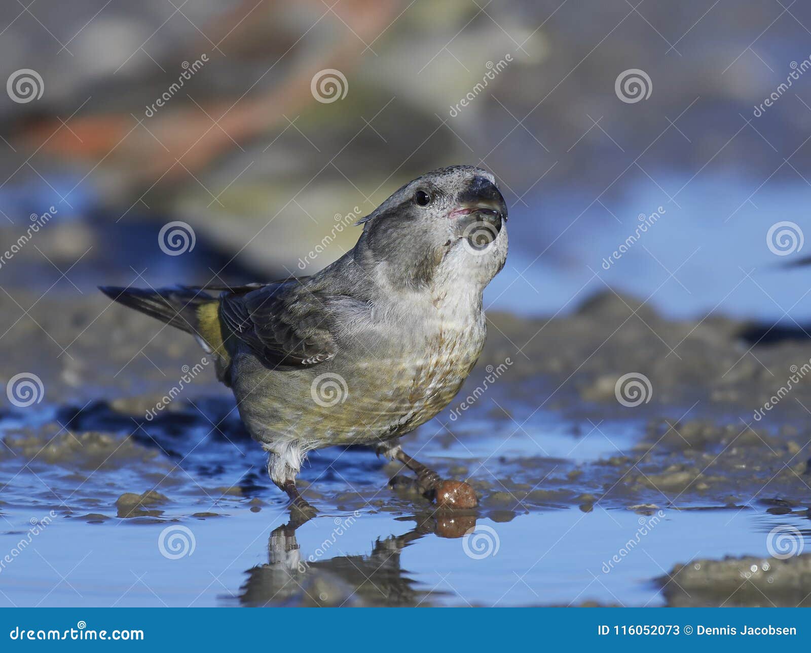 Parrot Crossbill Loxia Pytyopsittacus Stock Image - Image of crossbill ...