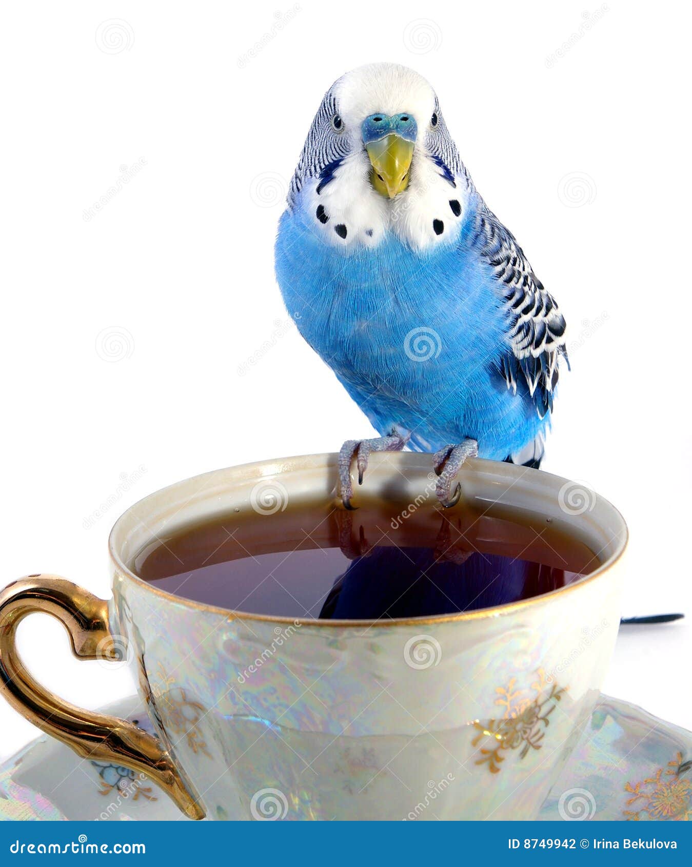 parrot-cup-tea-8749942.jpg
