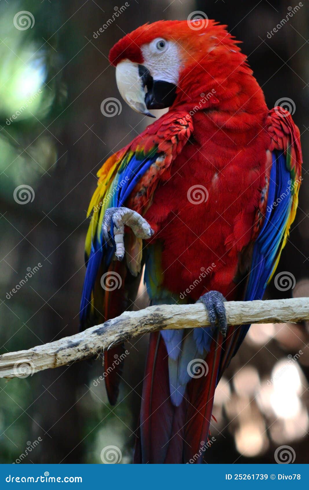 Parrot Dance stock image. Image of tropic, tropical, dancing 25261739