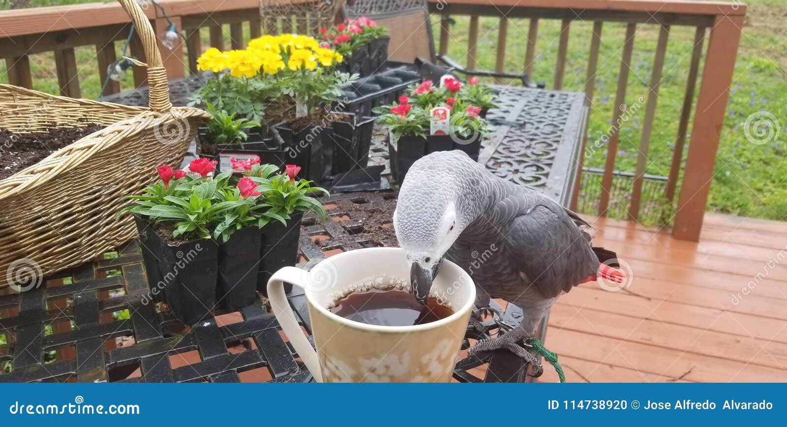 Parrot drinking coffee stock photo. Image of coffee 114738920