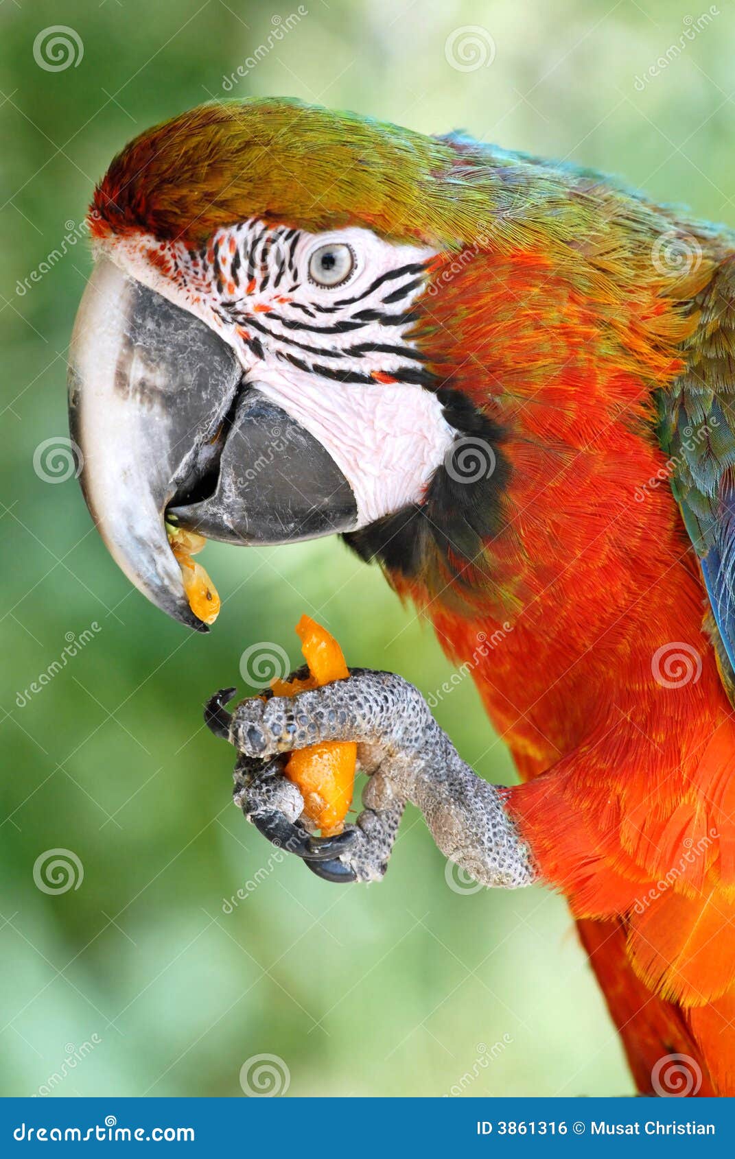 parrot-eating-carrot-3861316.jpg